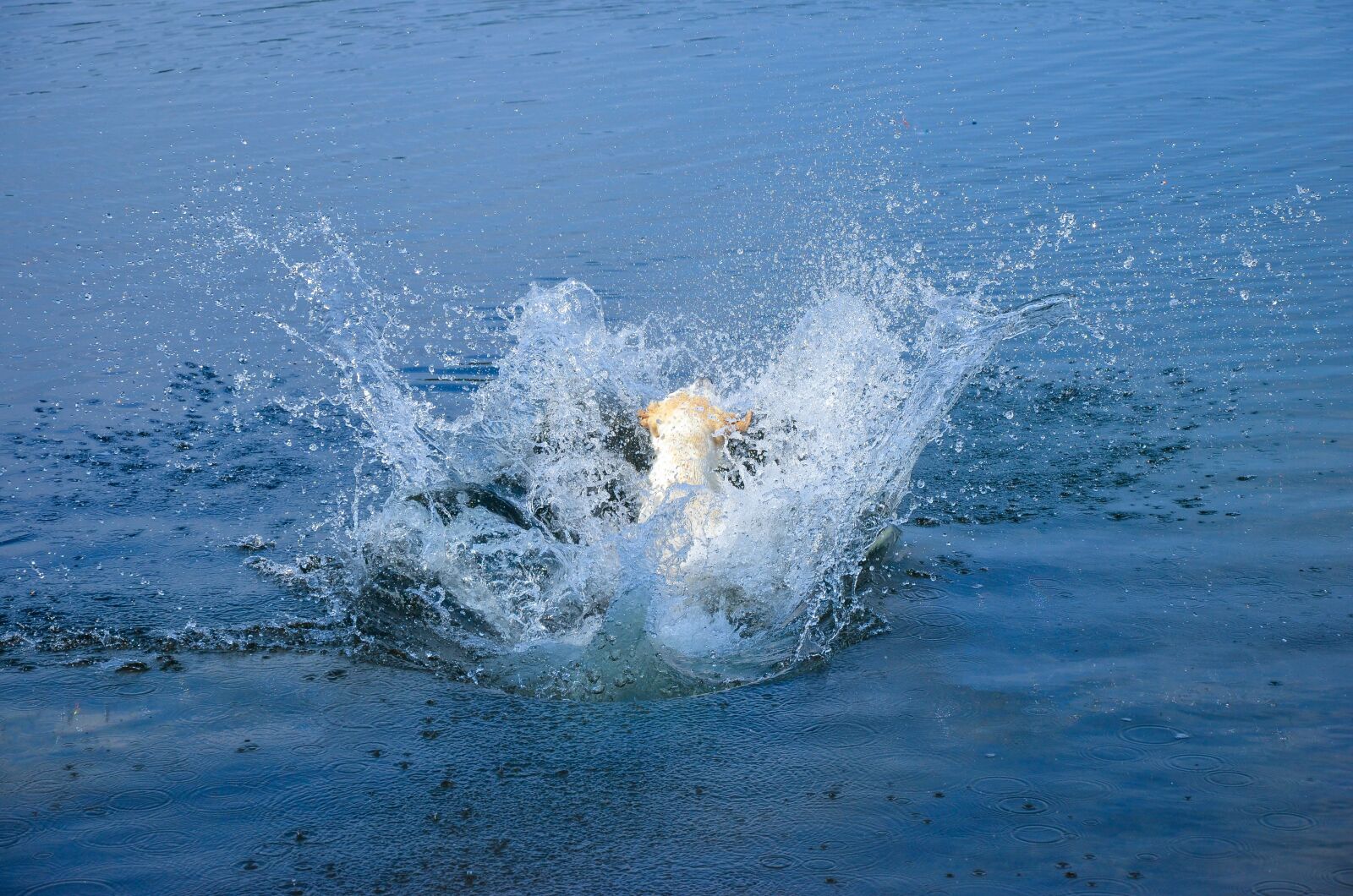 Nikon D5100 sample photo. Jump, cannonball, summer photography