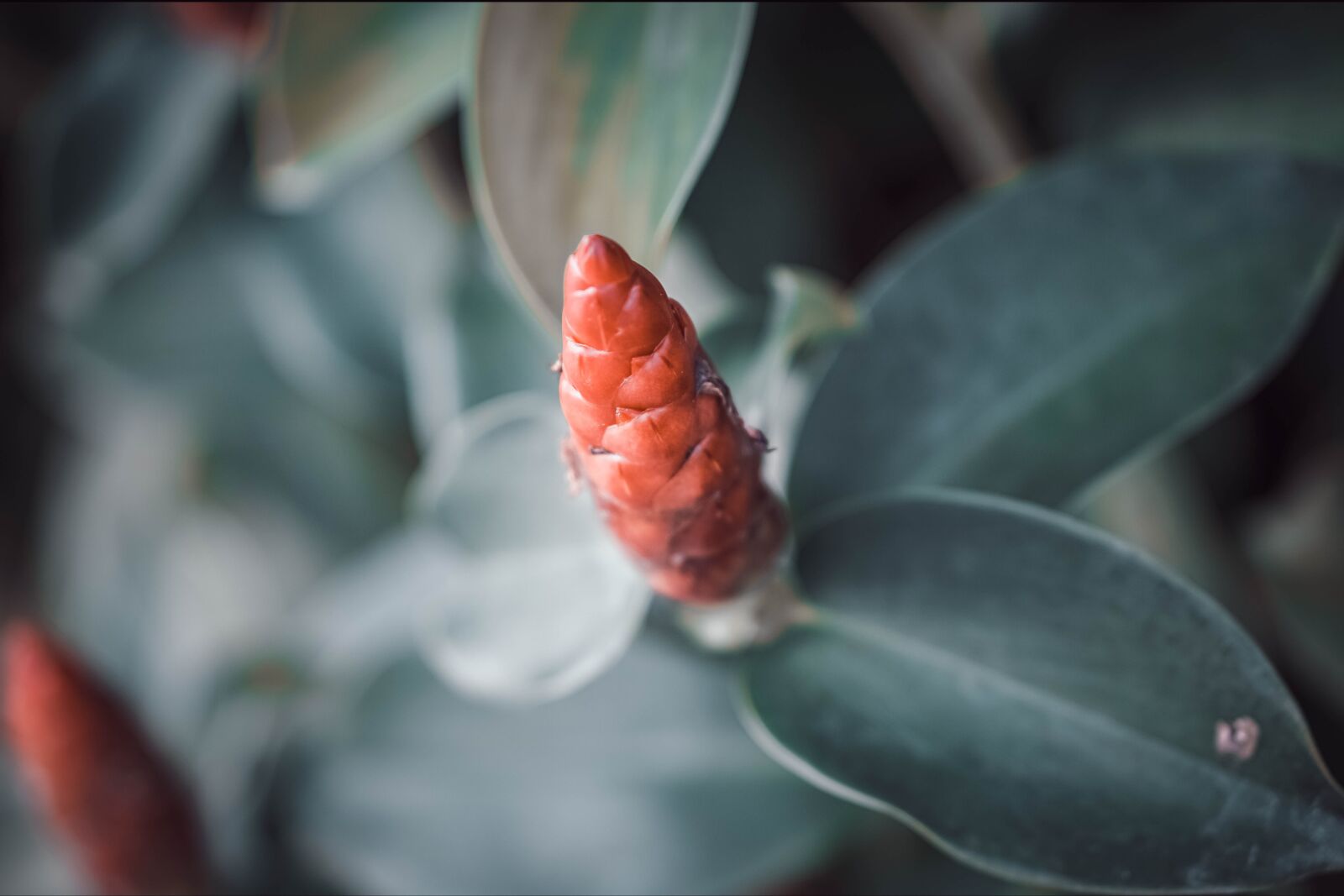 E 50mm F1.8 OSS sample photo. Blossom, bloom, lilies photography