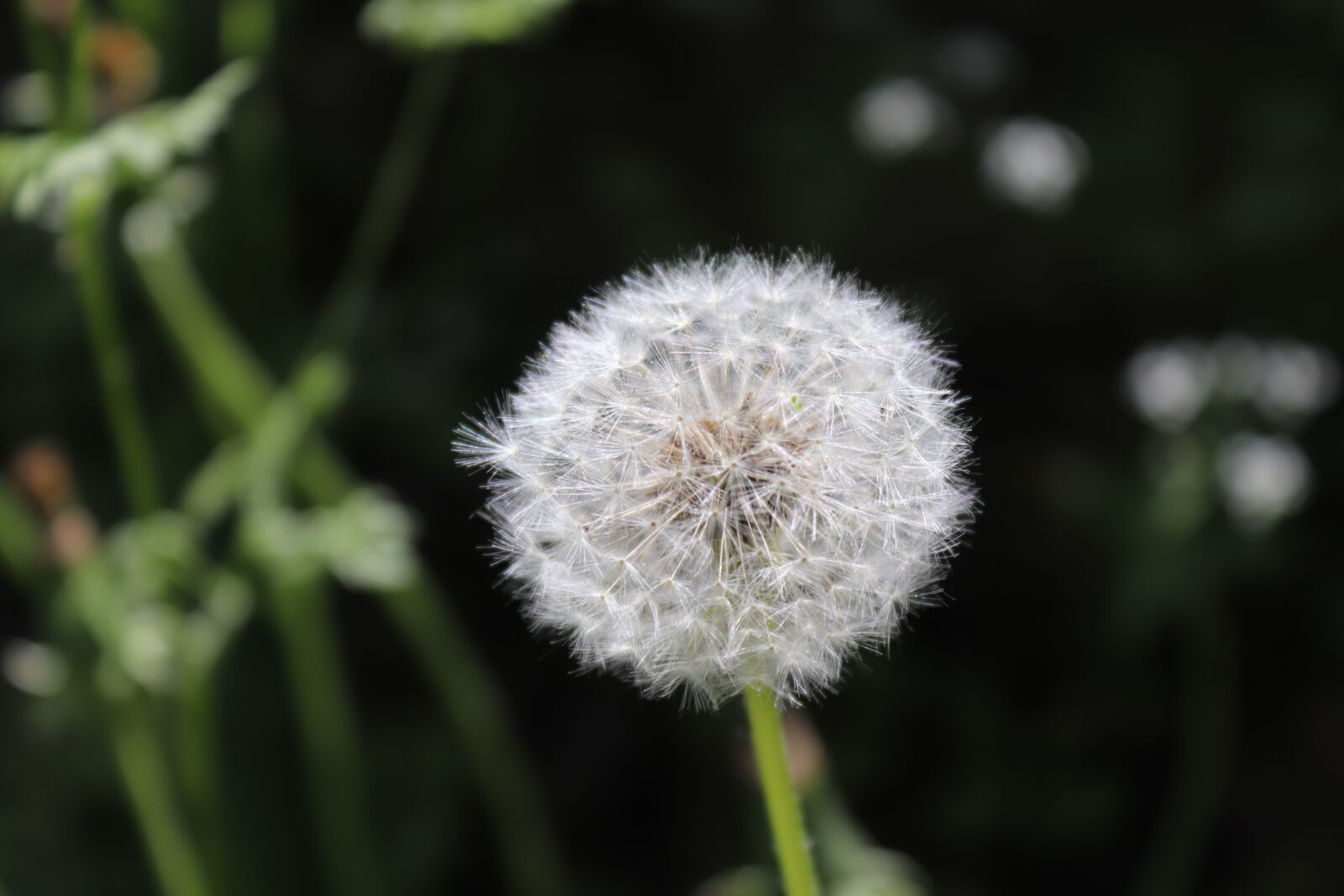 Canon EOS 200D (EOS Rebel SL2 / EOS Kiss X9) sample photo. Flower, flowers, dandelion photography
