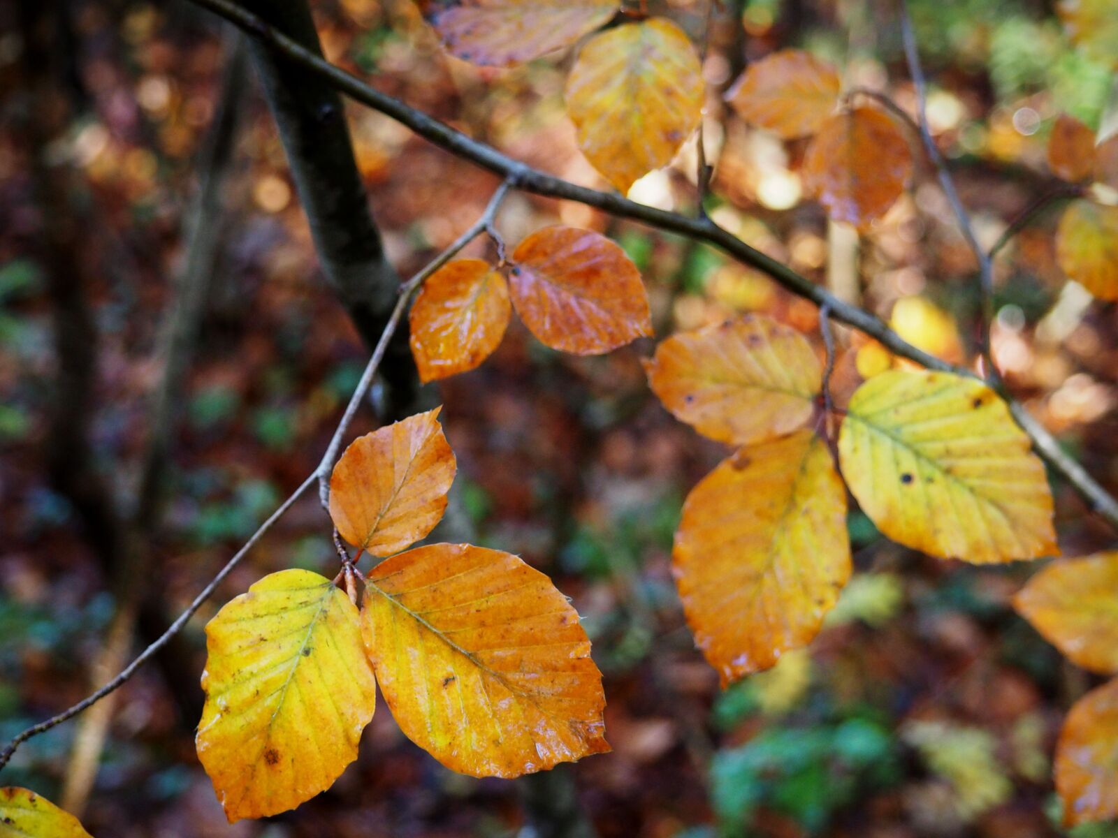 Olympus OM-D E-M10 sample photo. Leaves, fall, yellow photography