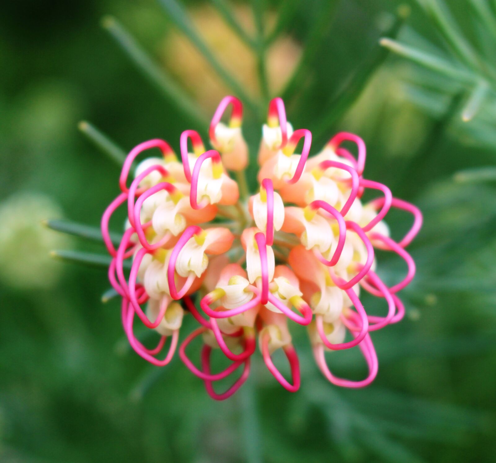 Canon EOS 700D (EOS Rebel T5i / EOS Kiss X7i) sample photo. Grevillea, unusual, flower photography