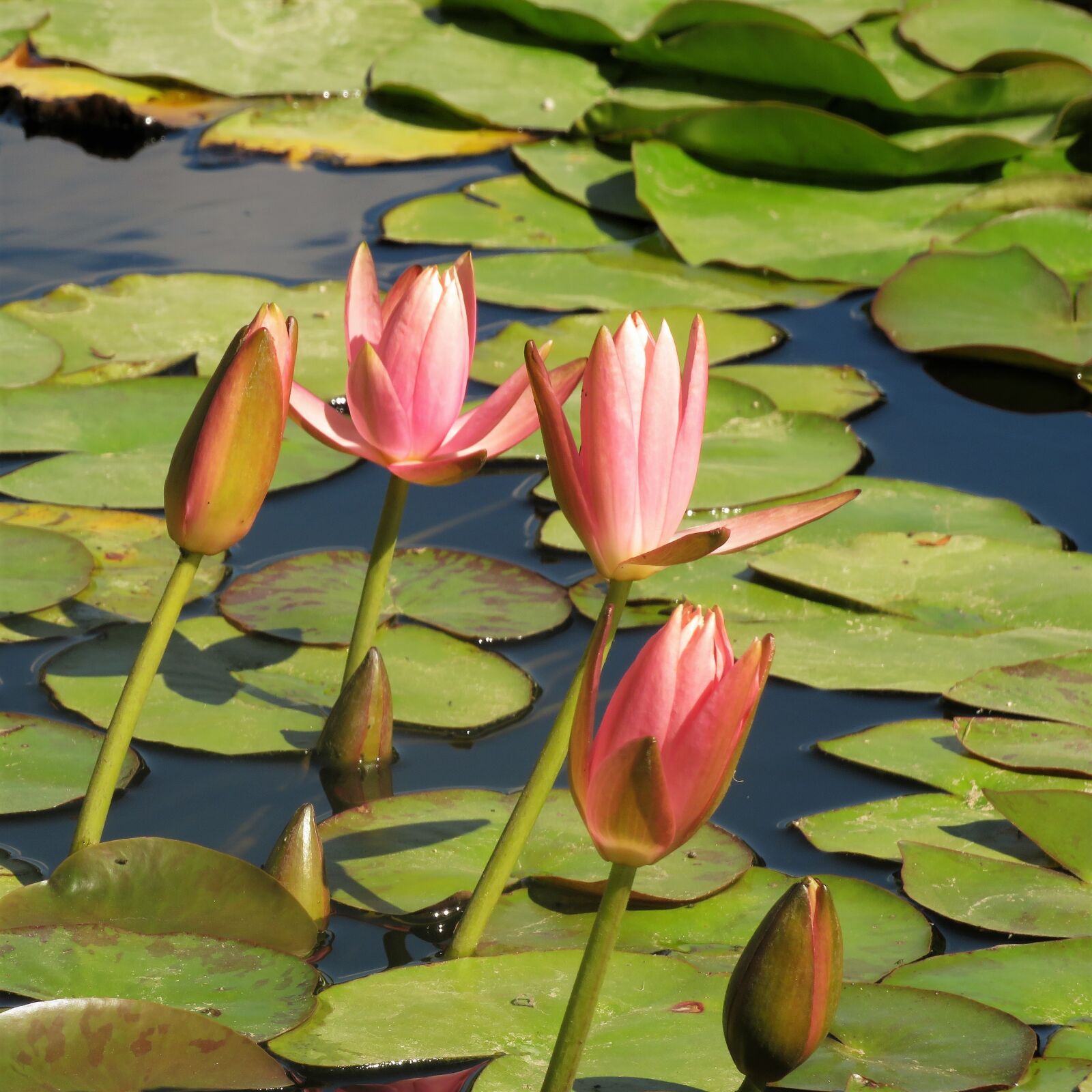 Canon PowerShot SX540 HS sample photo. Waterlily, pond, water photography