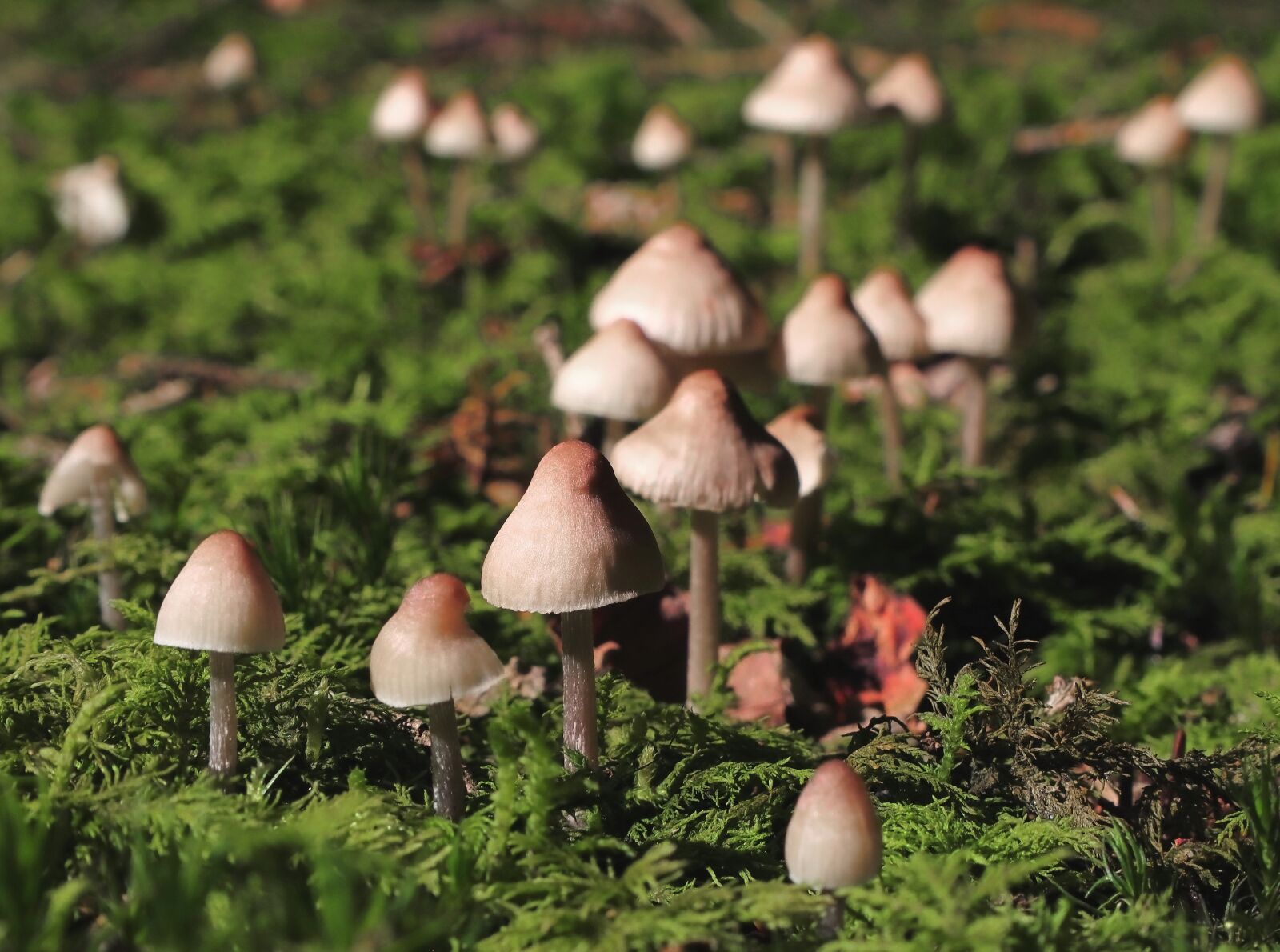 Canon EF-M 15-45mm F3.5-6.3 IS STM sample photo. Nature, mushrooms, moss photography