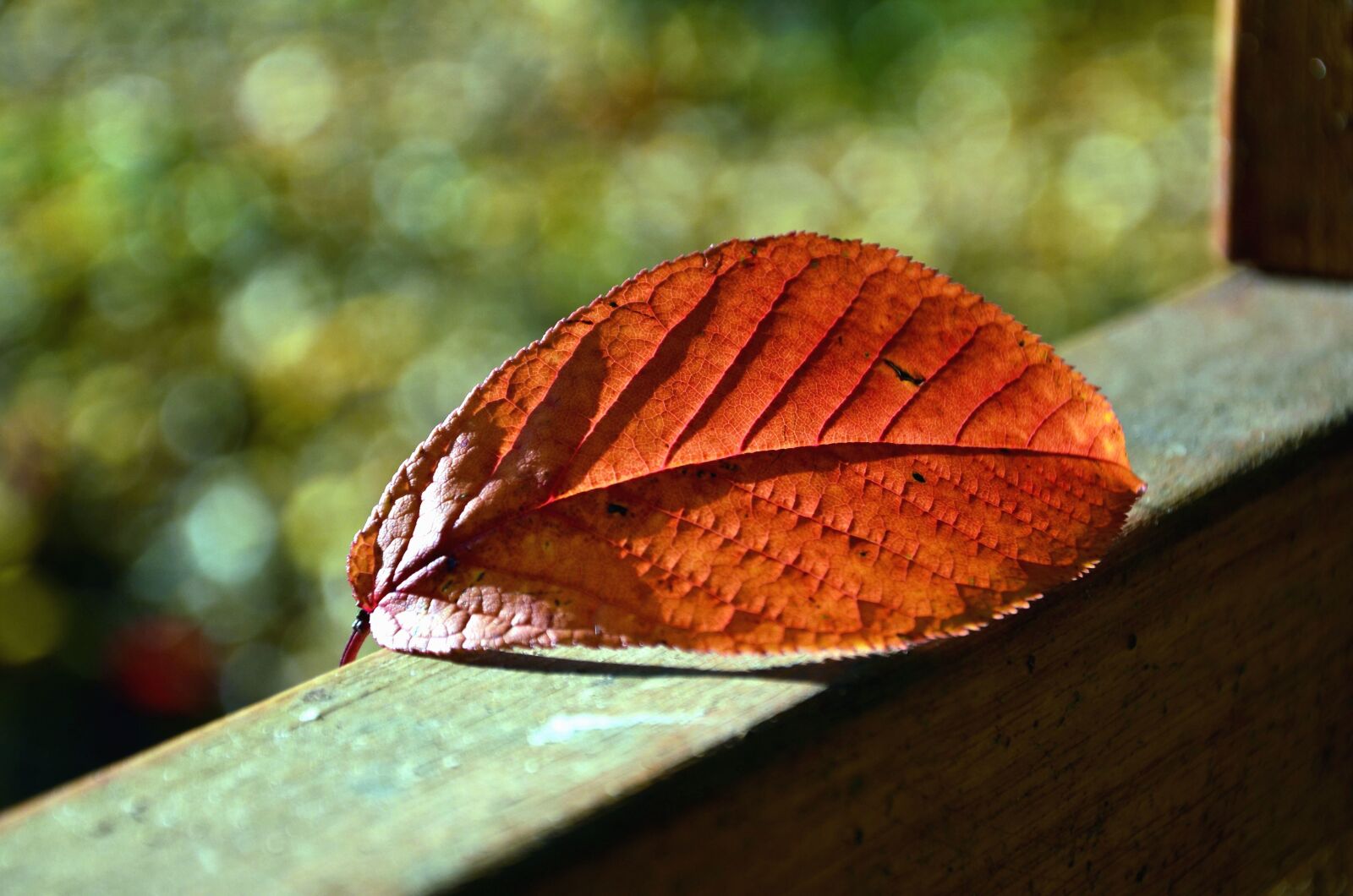 Nikon D5100 sample photo. Tree, autumn, leaf, plant photography