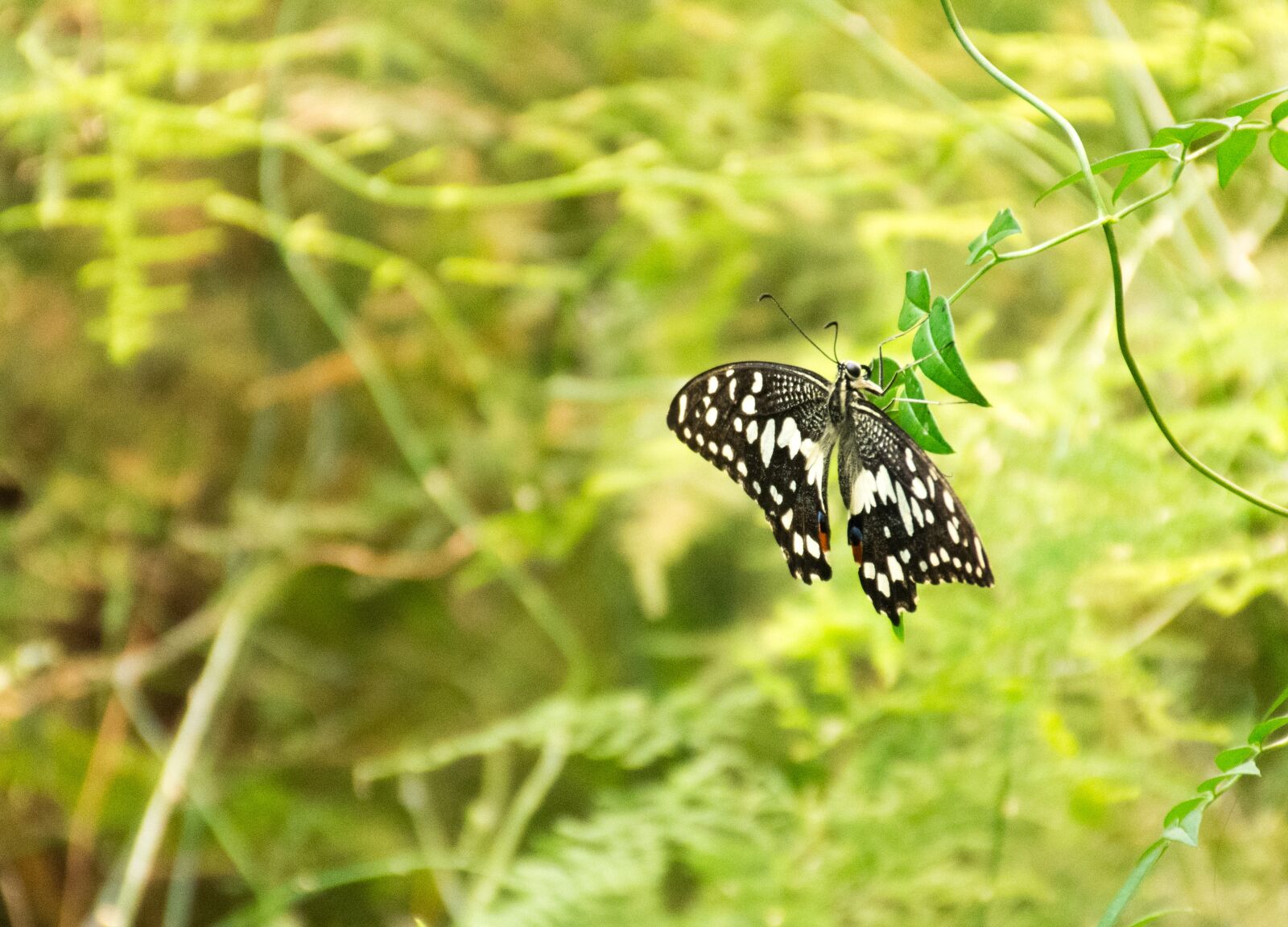 Nikon D7200 sample photo. Butterfly, insect, nature photography