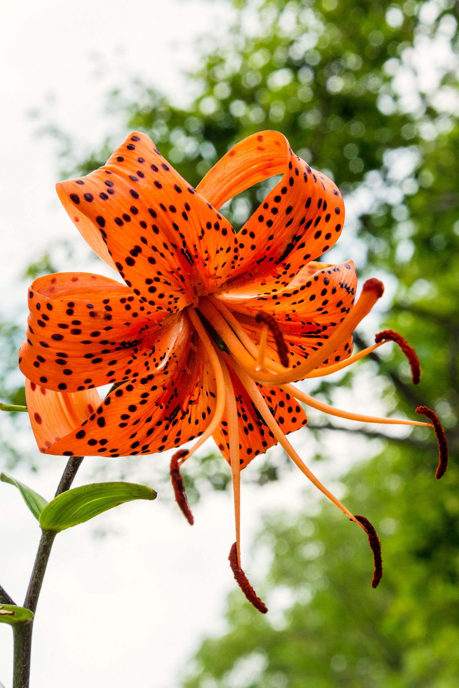 Nikon D610 sample photo. Orange flower, exotic flower photography