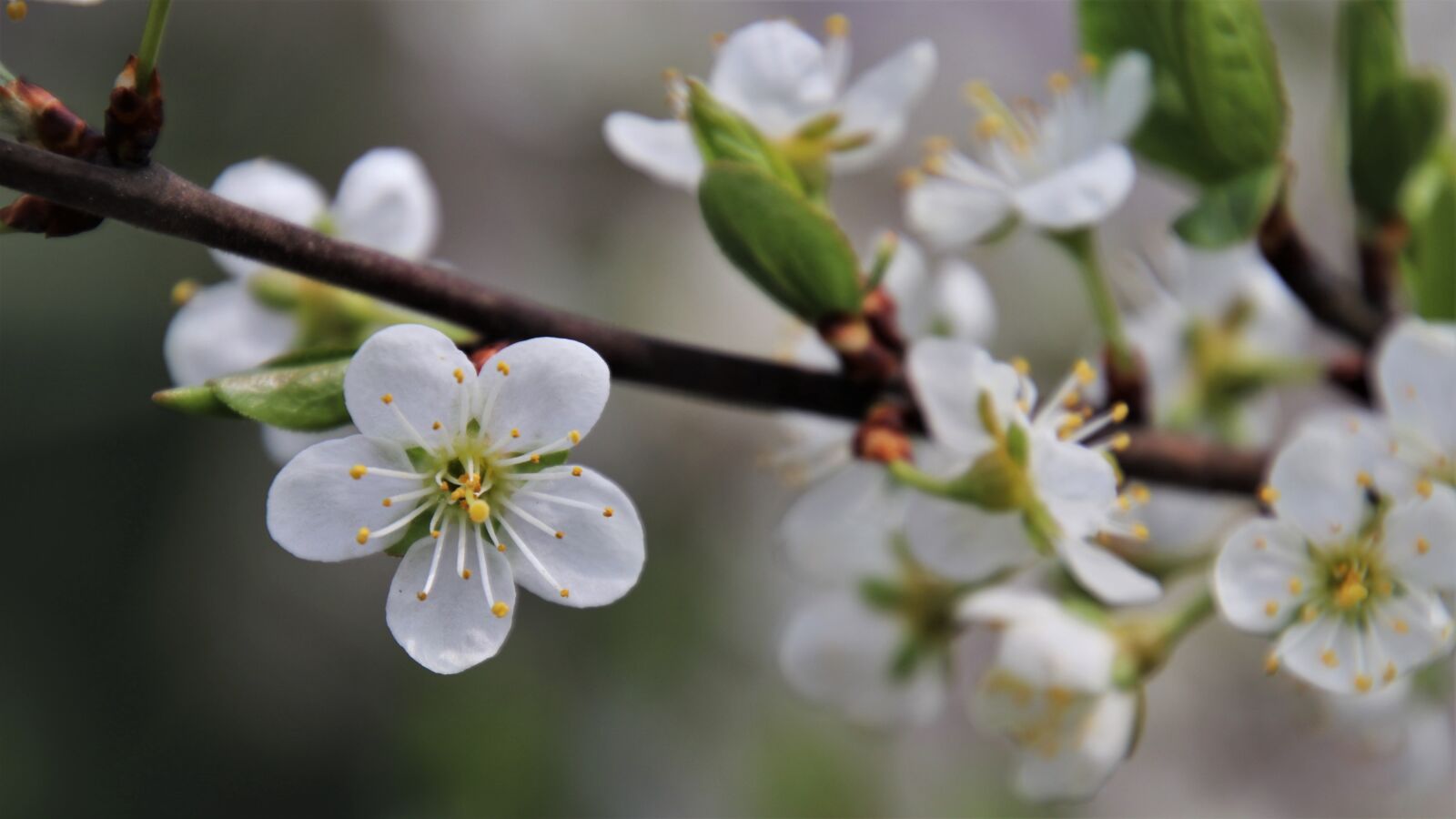 Canon EOS 80D sample photo. Tree flowering, sprig, garden photography