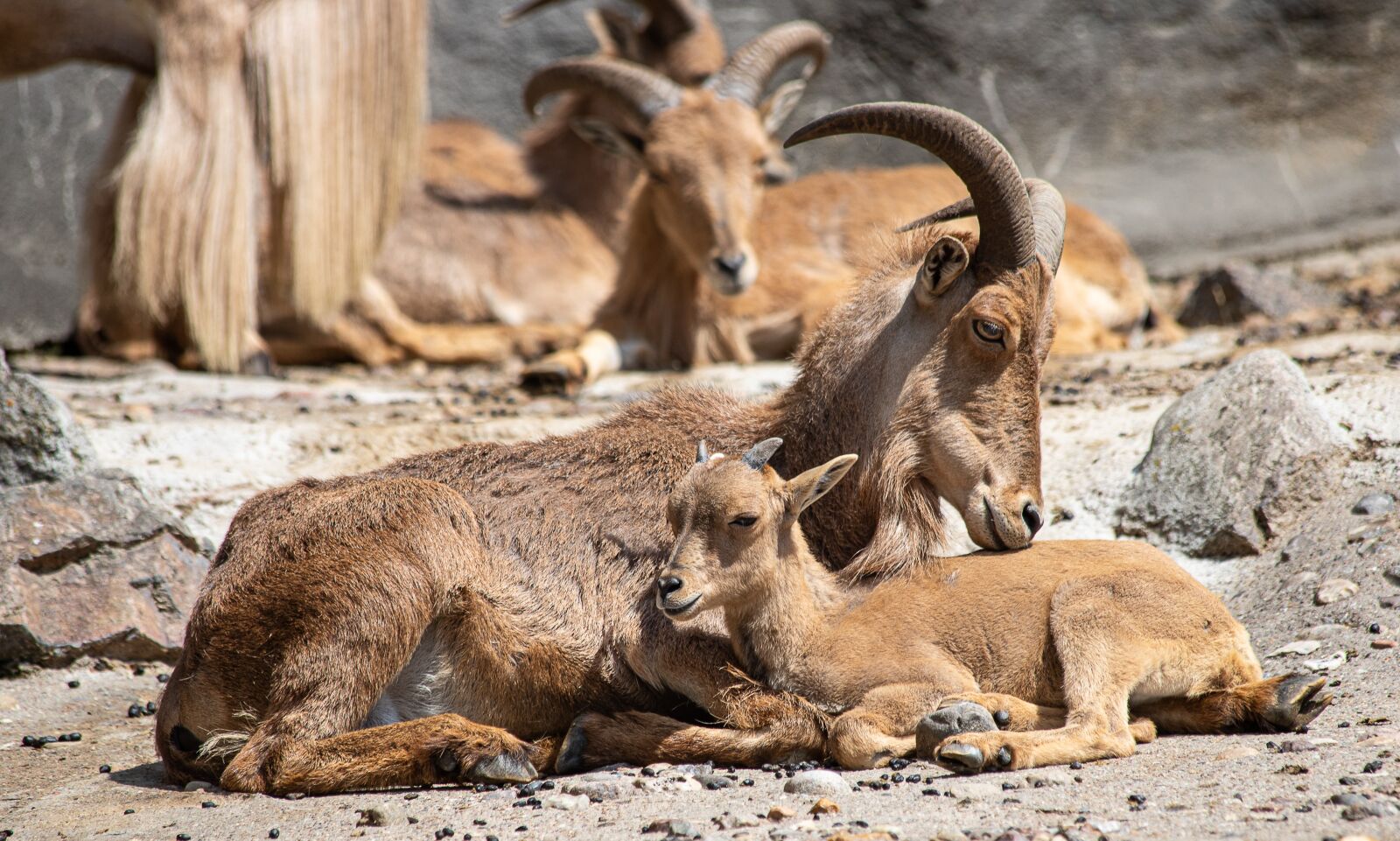 Canon EOS 6D Mark II sample photo. Mane springer, aoudad sheep photography