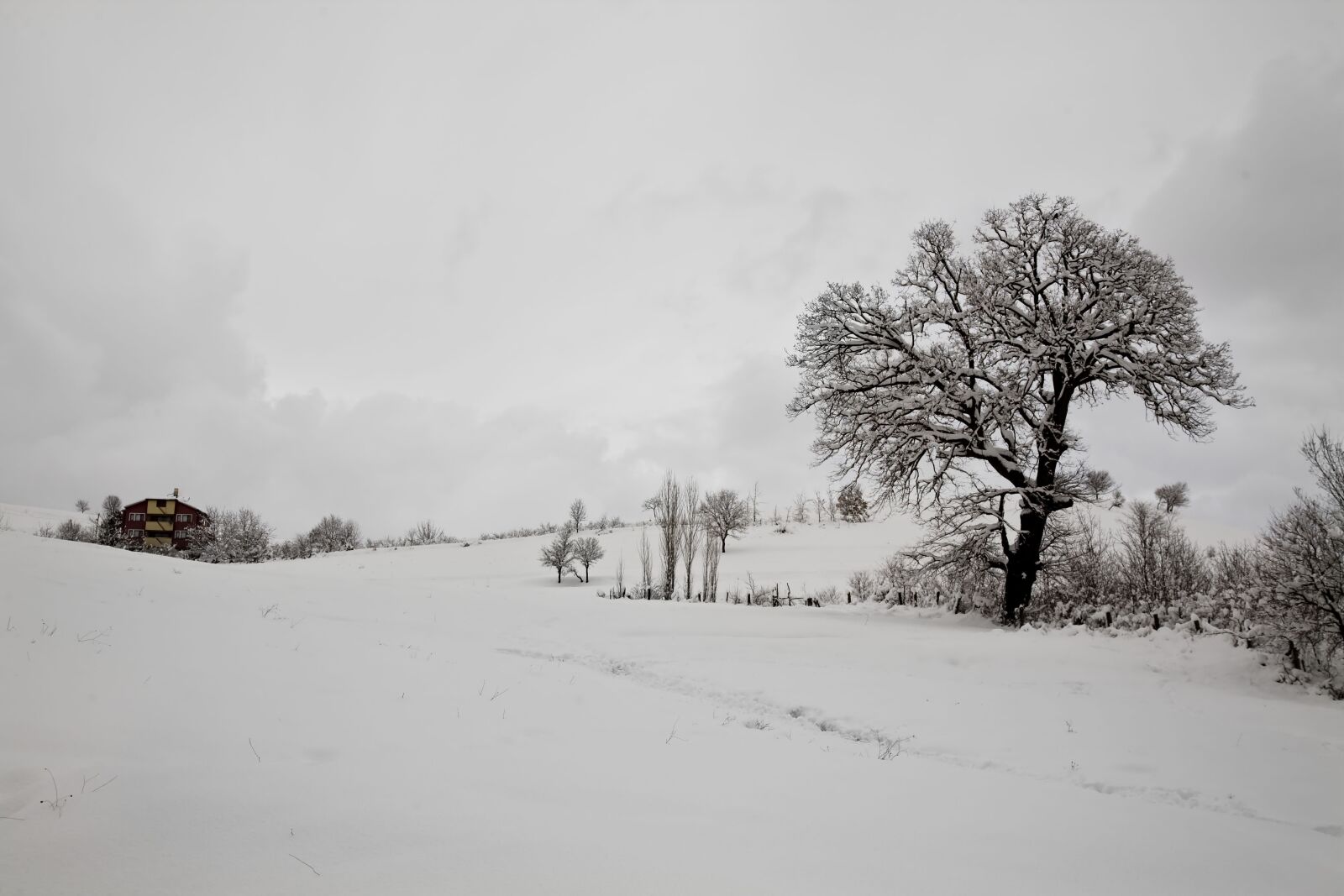 Canon EOS 5D sample photo. Snow, winter, tree photography