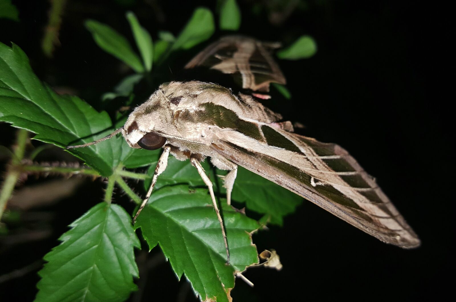 Samsung Galaxy Note5 sample photo. Moth, sphinx moth, banded photography