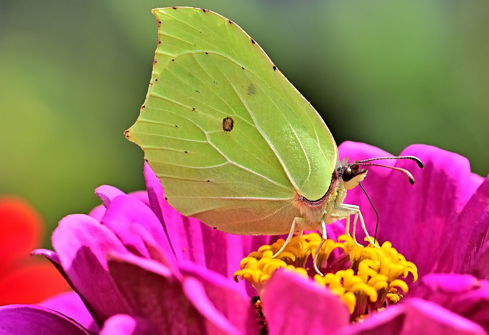 Nikon D5200 sample photo. Butterfly, gonepteryx rhamni, nature photography
