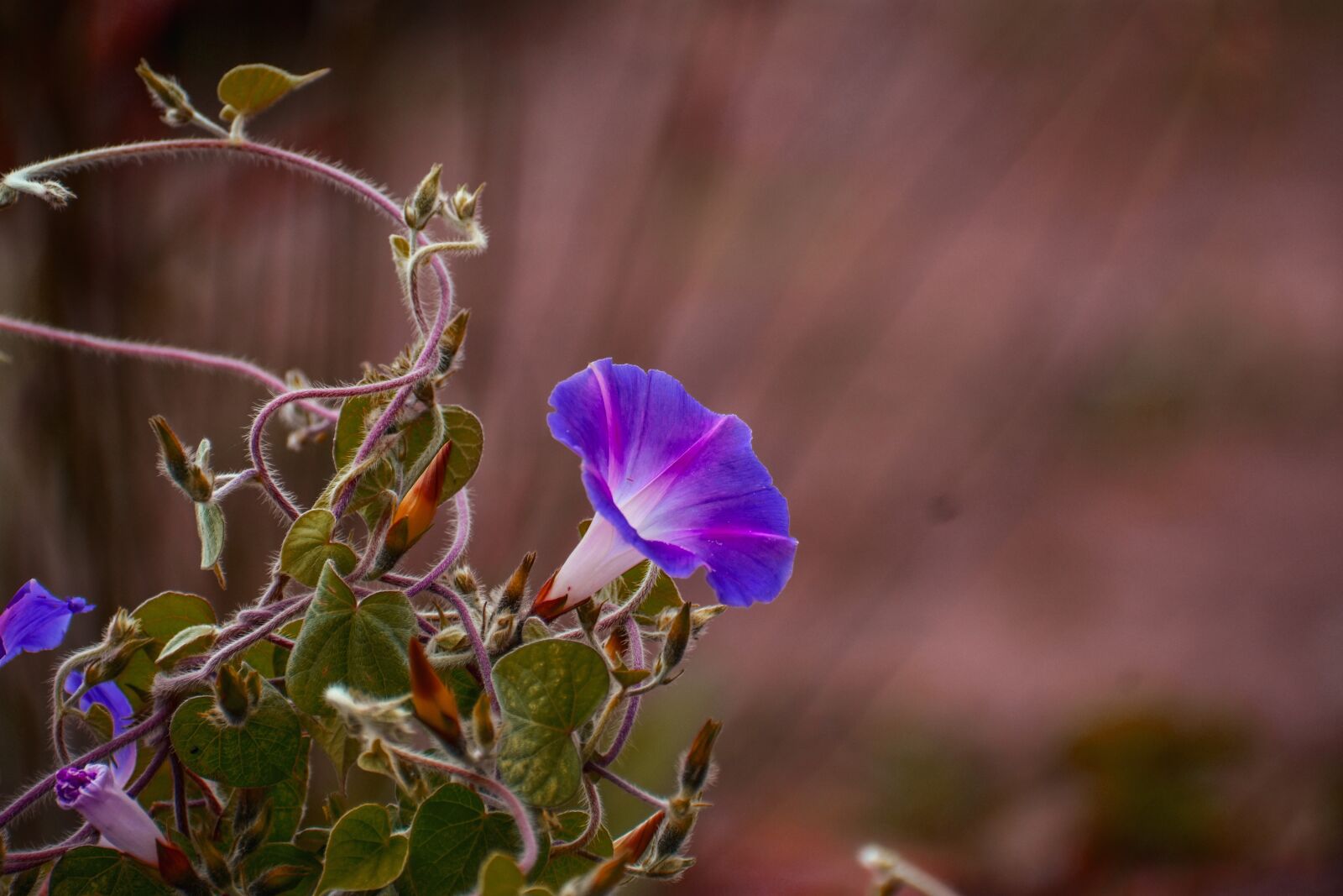 Nikon D3400 sample photo. Flower, wild flower, summer photography