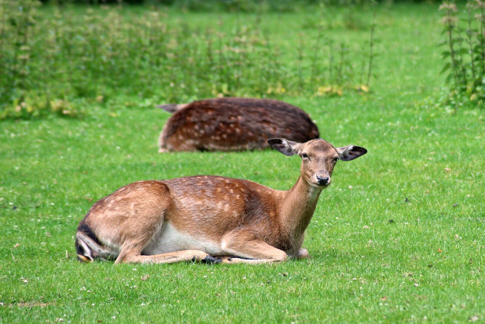 Canon EOS 600D (Rebel EOS T3i / EOS Kiss X5) sample photo. Forest, deer, fallow deer photography