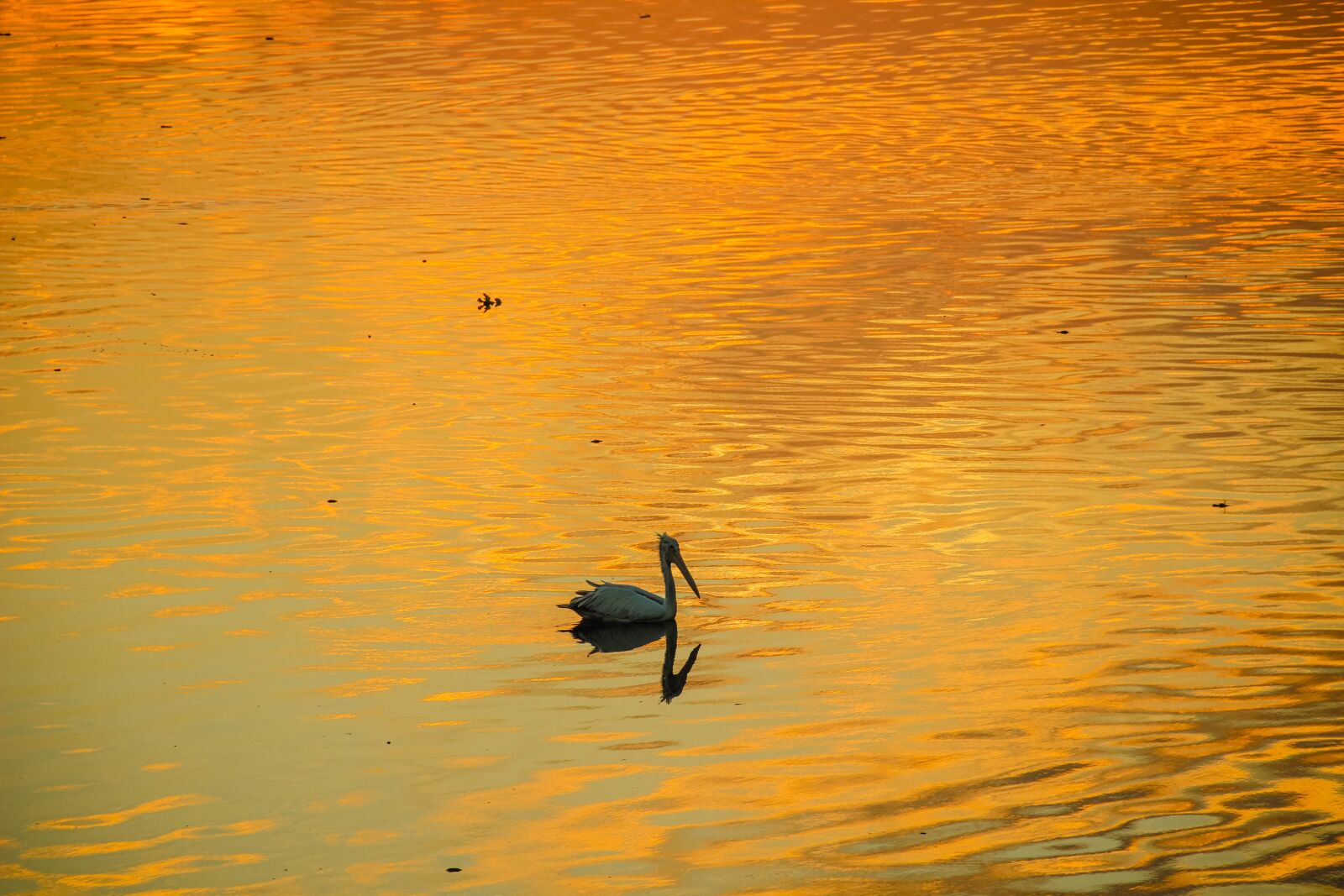 Canon EOS 600D (Rebel EOS T3i / EOS Kiss X5) sample photo. Bird, sunrise, morning photography