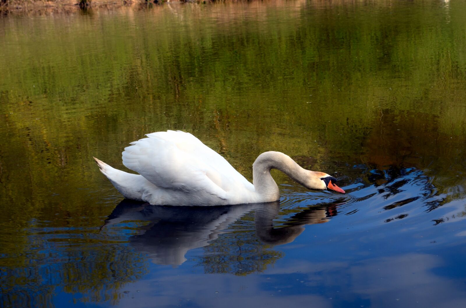 Nikon D5100 sample photo. Swan, bird, nature photography