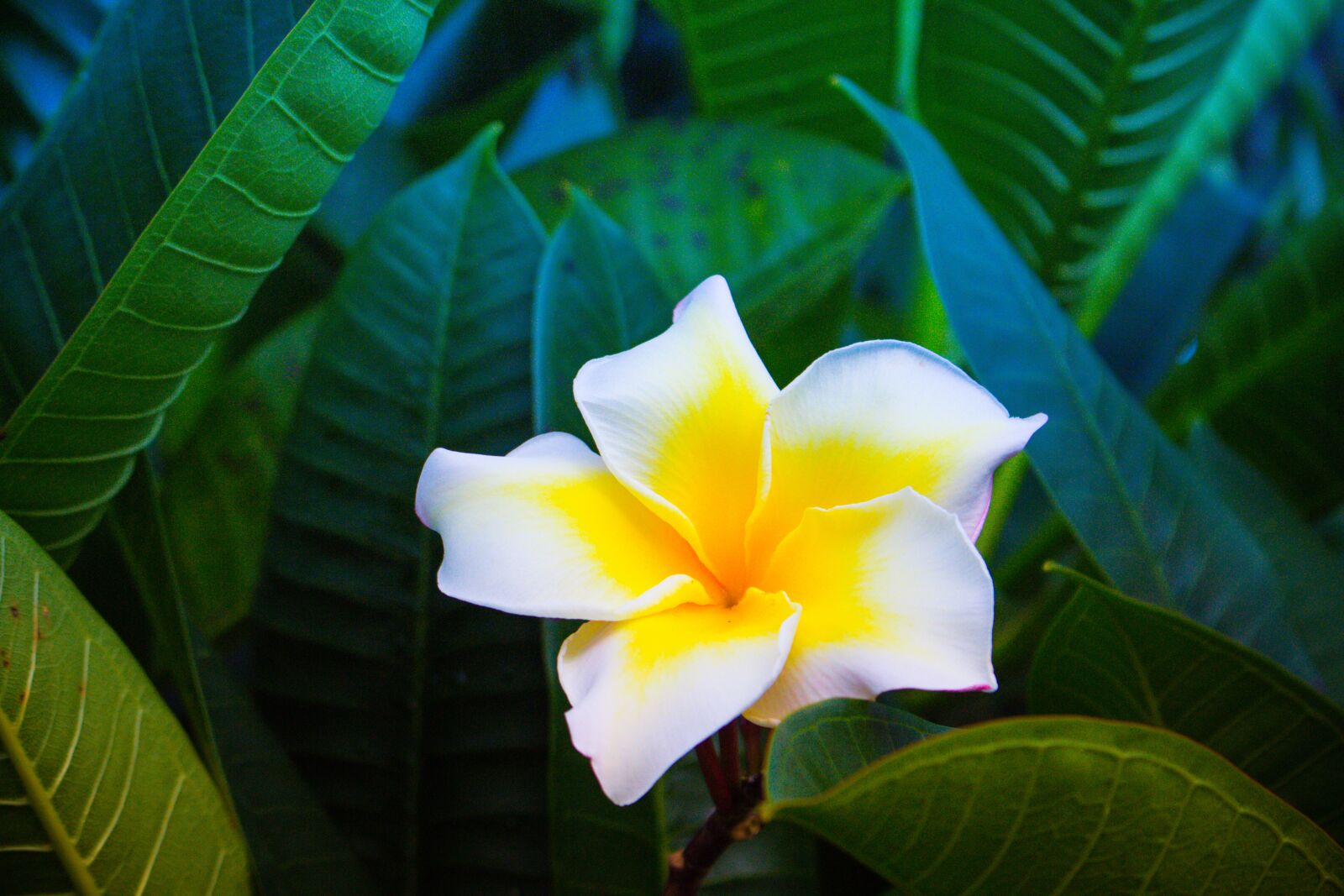 Canon EOS 700D (EOS Rebel T5i / EOS Kiss X7i) sample photo. More information, open, flowers photography