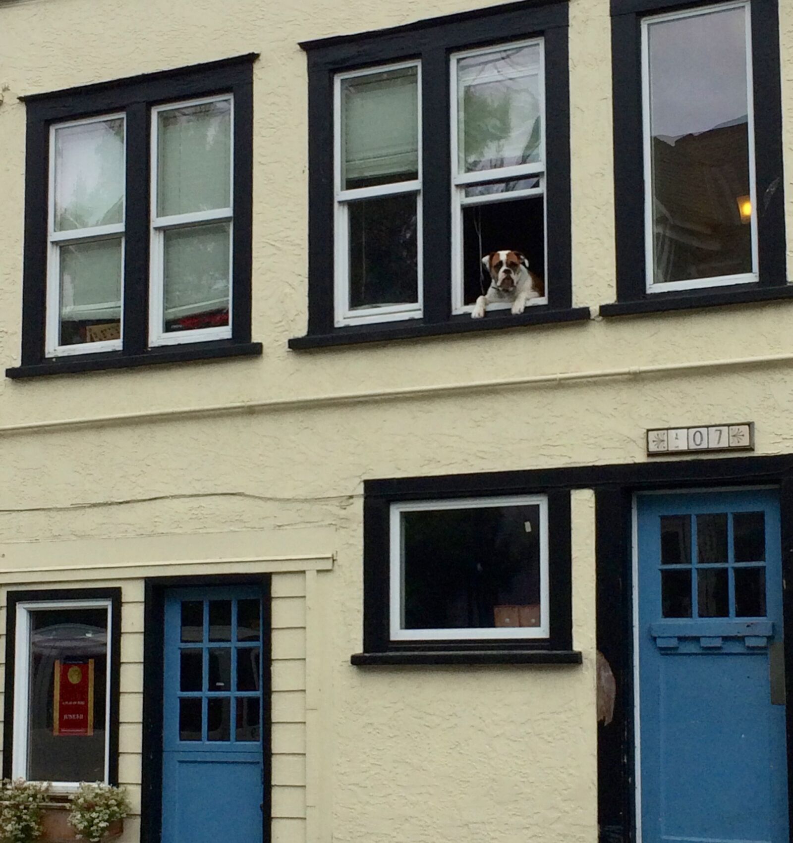 iPhone 5s back camera 4.15mm f/2.2 sample photo. Dog, dog, in, window photography