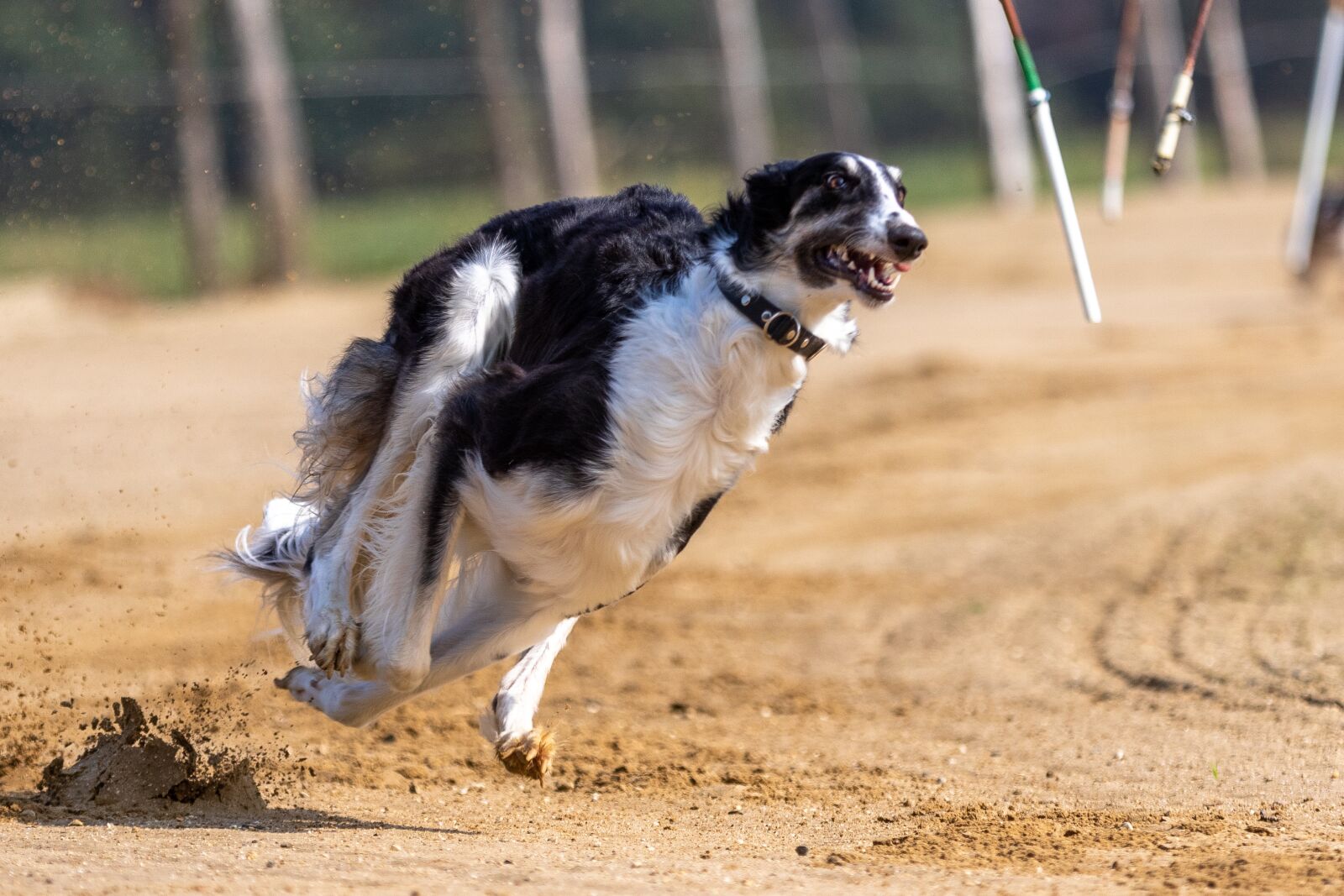 Canon EOS 7D Mark II sample photo. Dog race, dog racing photography