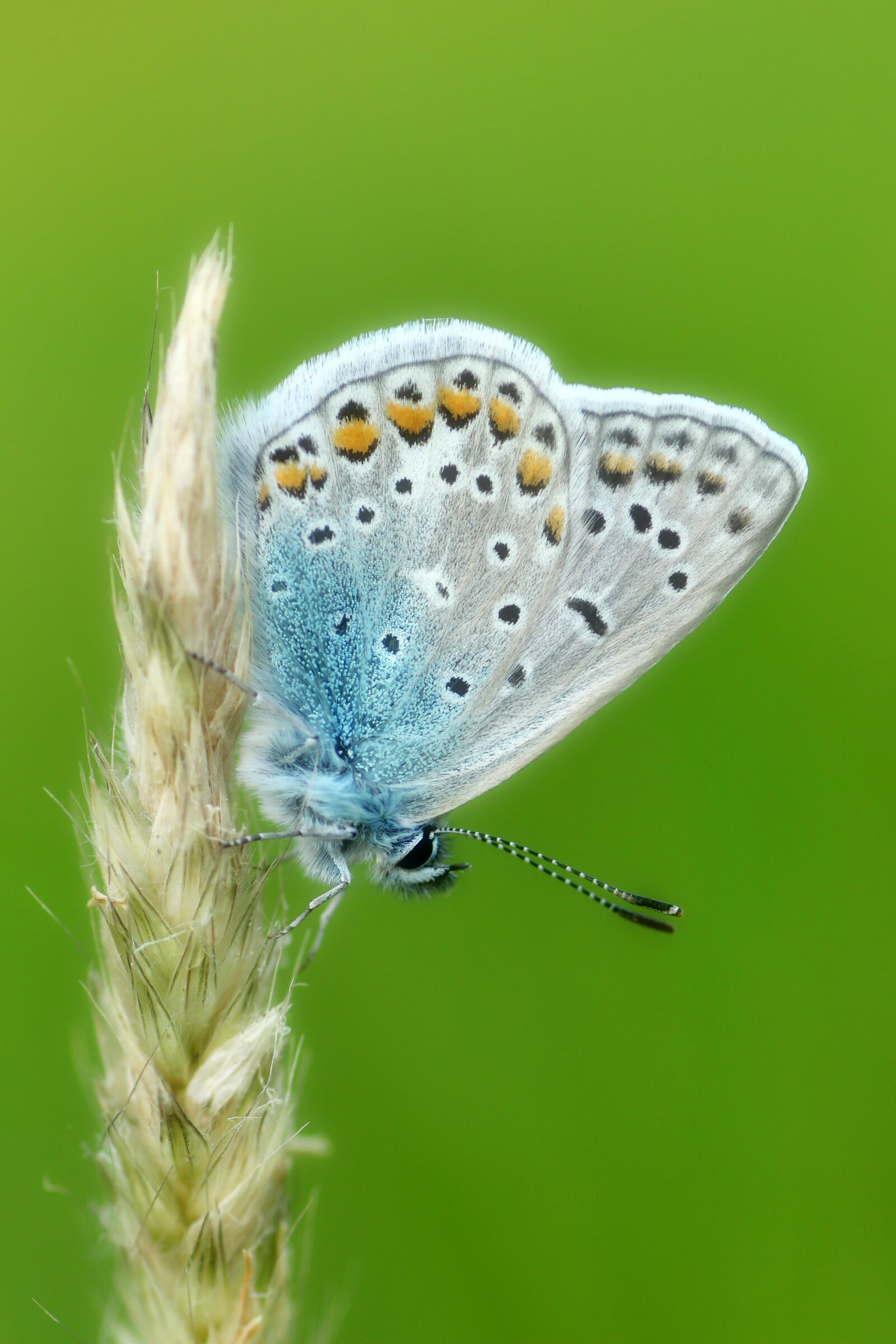 Tamron SP 90mm F2.8 Di VC USD 1:1 Macro sample photo. Common blue, butterfly, butterflies photography