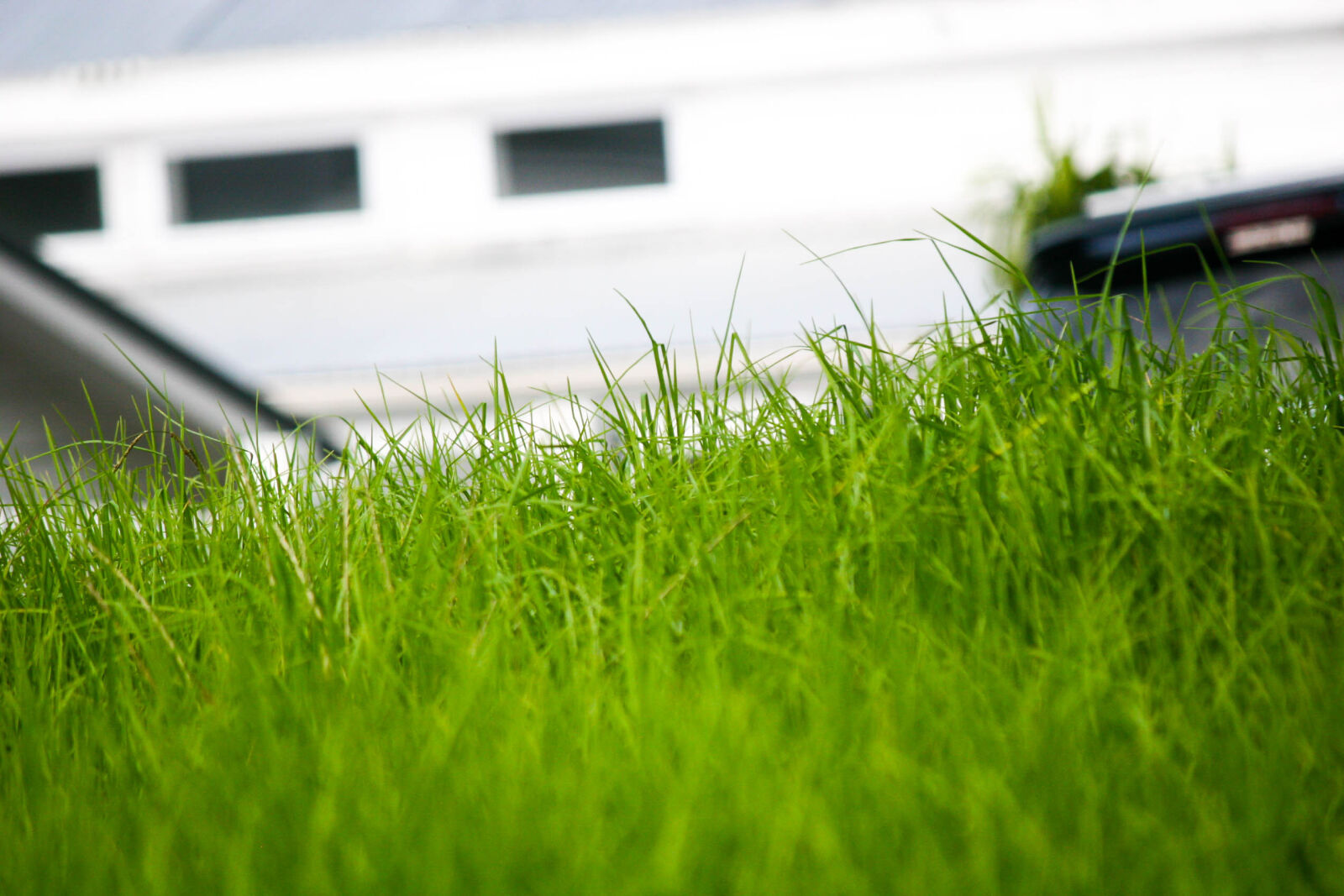 Canon EOS 20D sample photo. Field, garden, grass, home photography