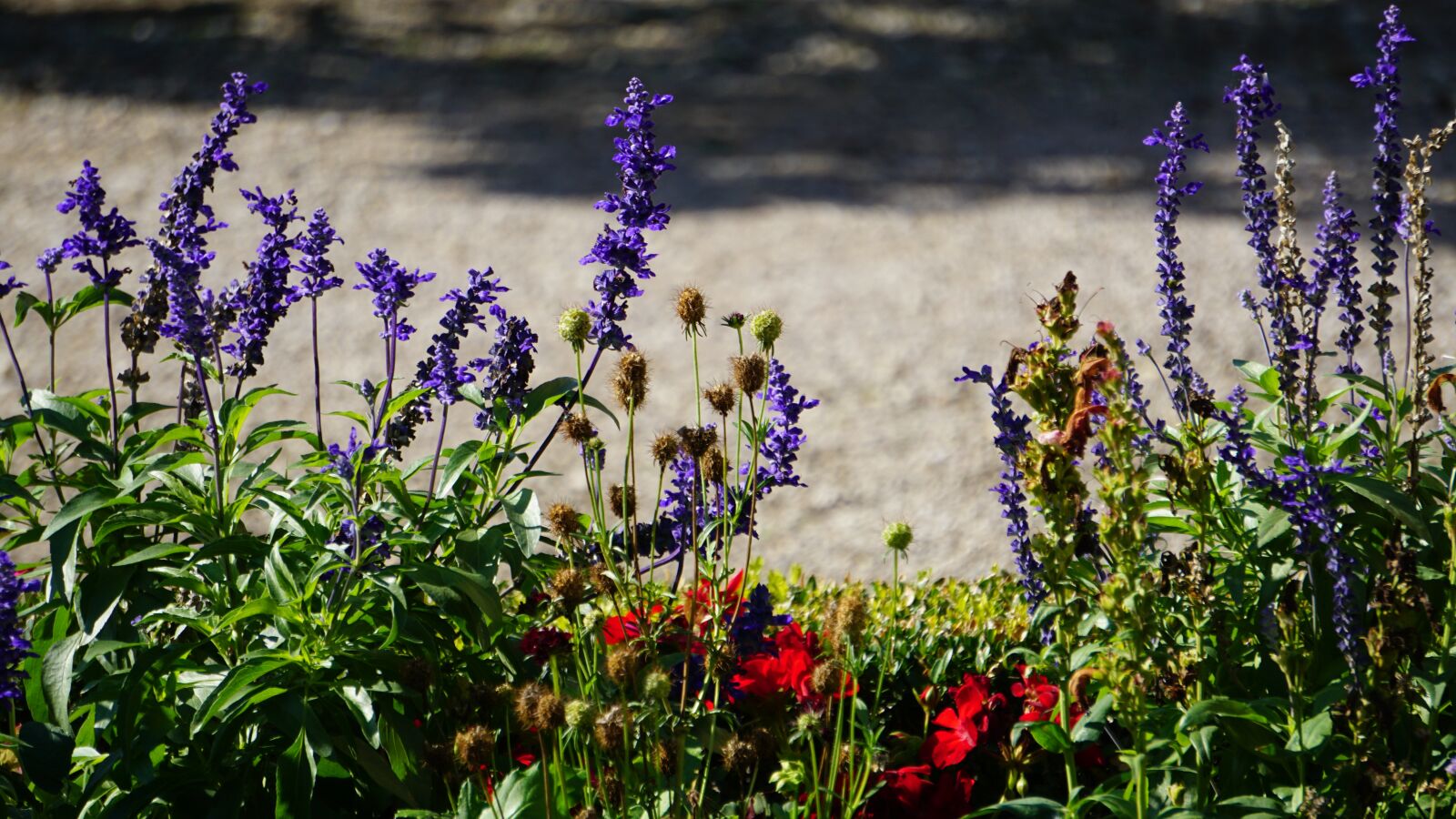 Sony E 55-210mm F4.5-6.3 OSS sample photo. The beginning of spring photography