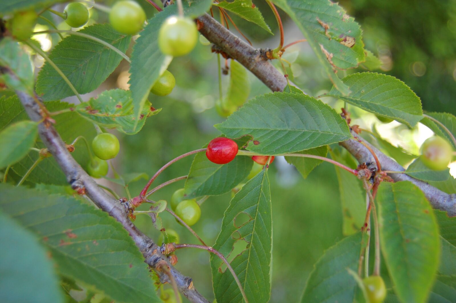 Nikon D40 sample photo. Fruit, green, red photography