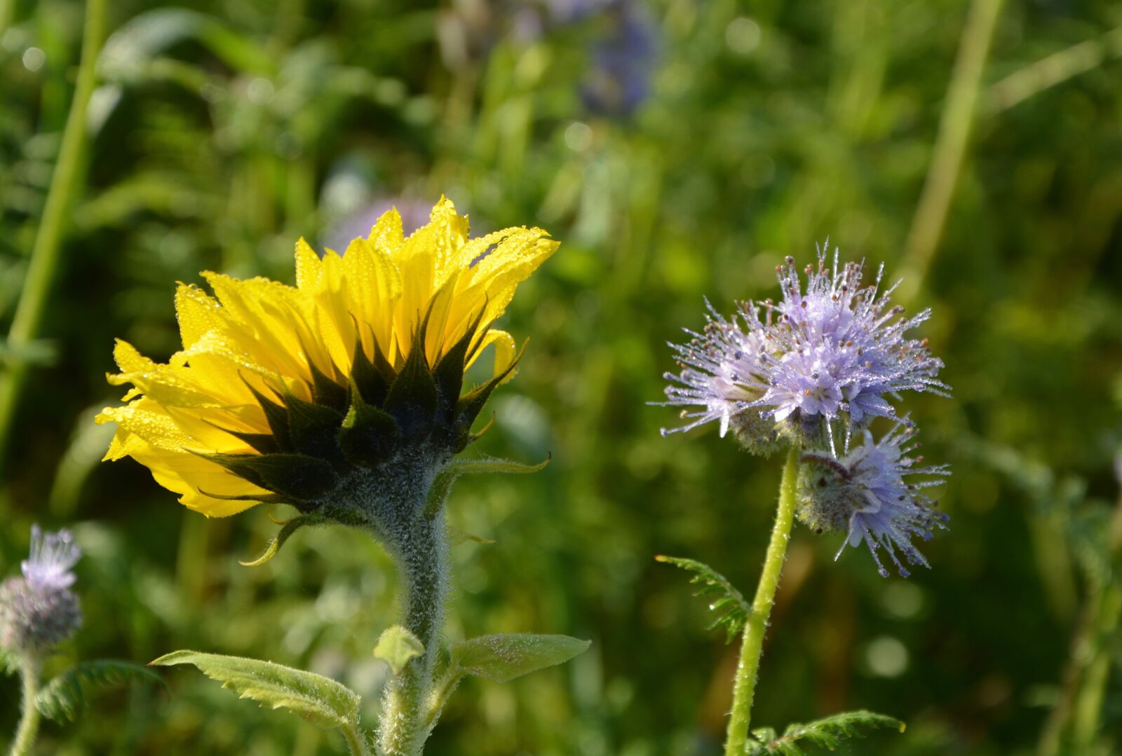 Nikon D5200 sample photo. Flowers, flower, sunflower photography