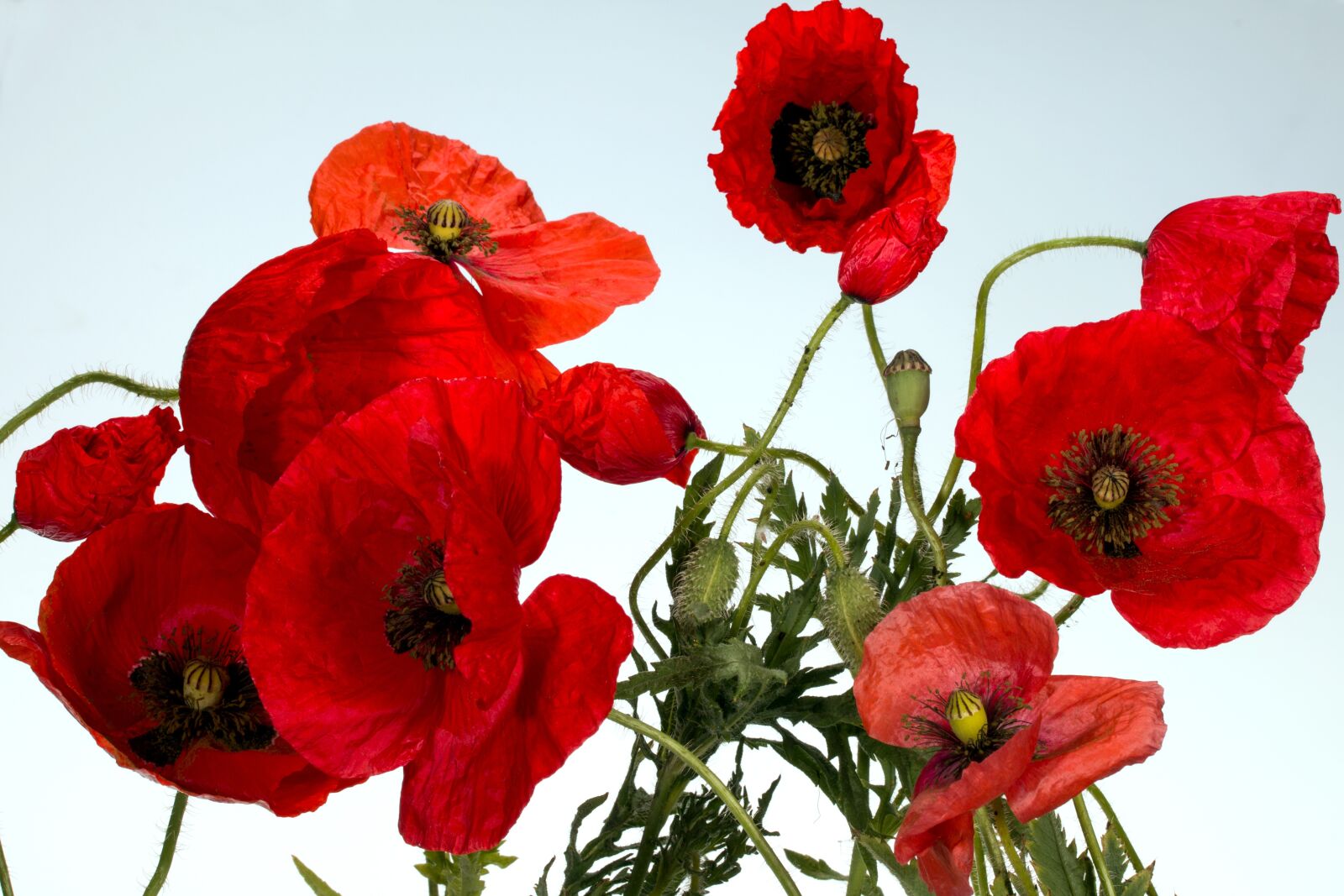 Canon EF-S 60mm F2.8 Macro USM sample photo. Flowers, poppy, poppy flower photography