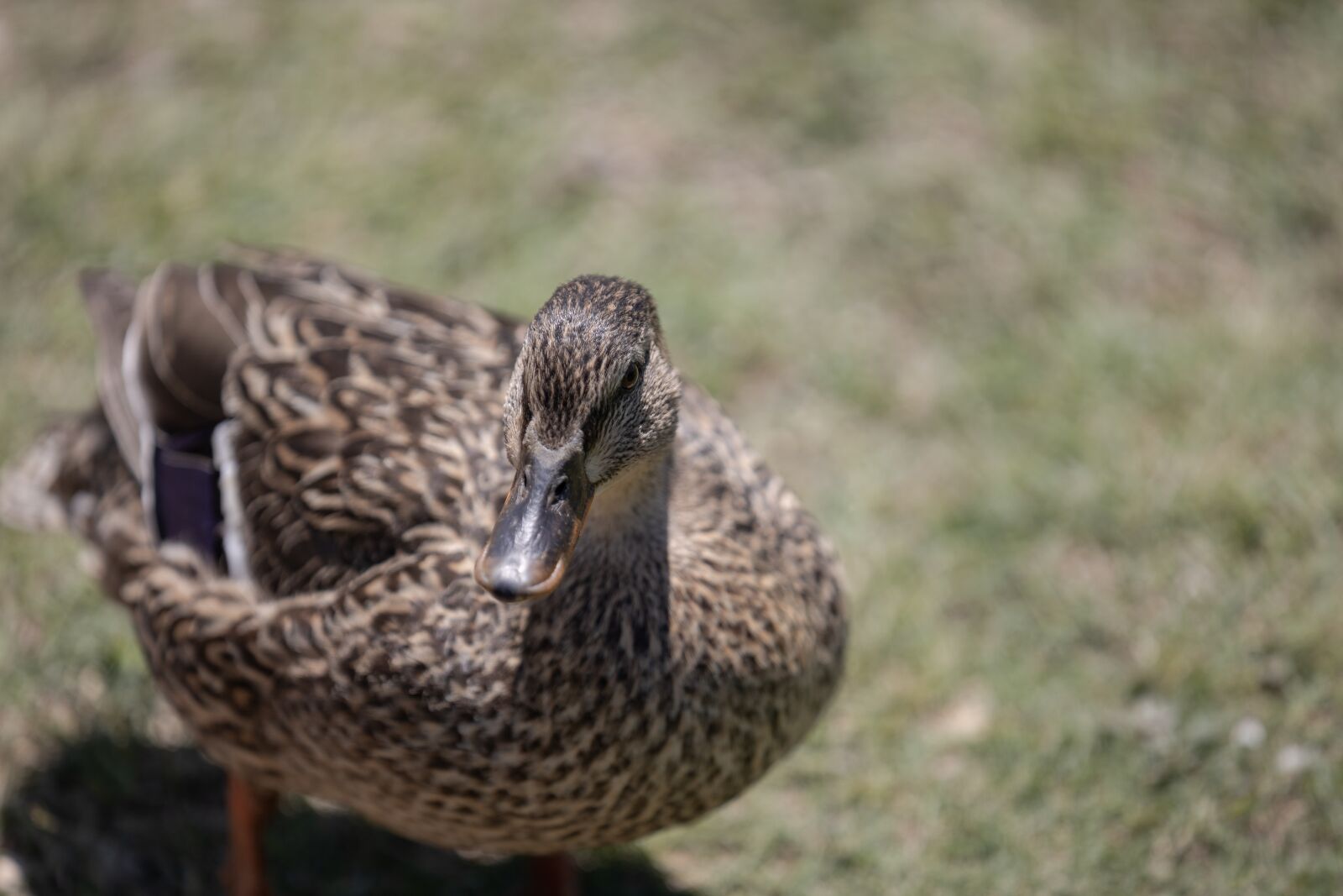 Canon EOS R sample photo. Duck, ducks, quack photography
