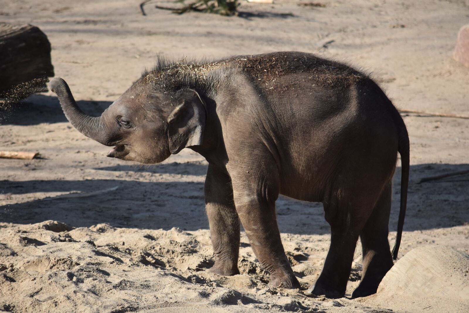 Nikon D7200 sample photo. Baby elephant, young animal photography