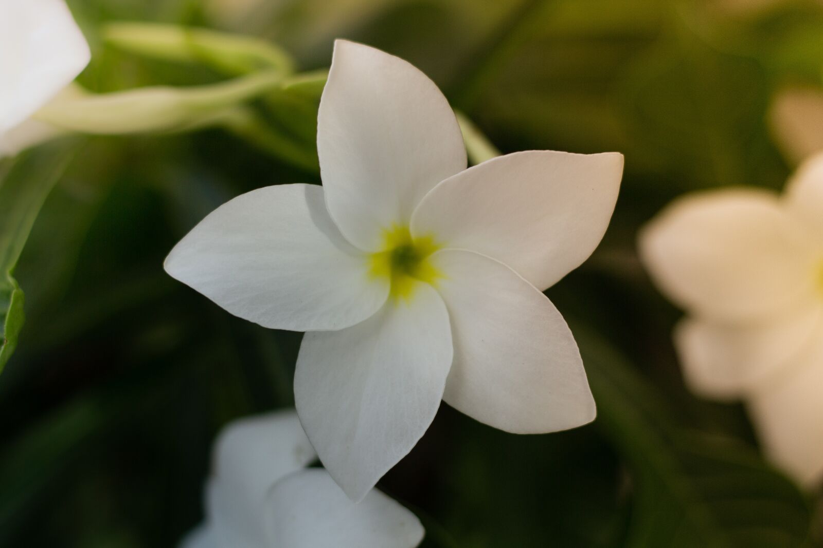 Canon EOS 700D (EOS Rebel T5i / EOS Kiss X7i) + Canon EF 50mm F1.8 STM sample photo. Plant, flowers, nature photography