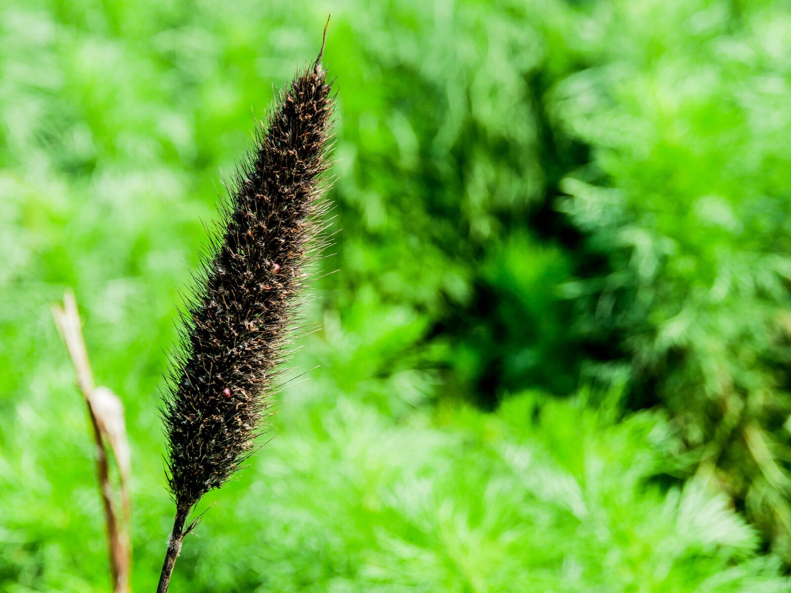 Panasonic Lumix DMC-GX85 (Lumix DMC-GX80 / Lumix DMC-GX7 Mark II) sample photo. Yard, outdoor, garden photography