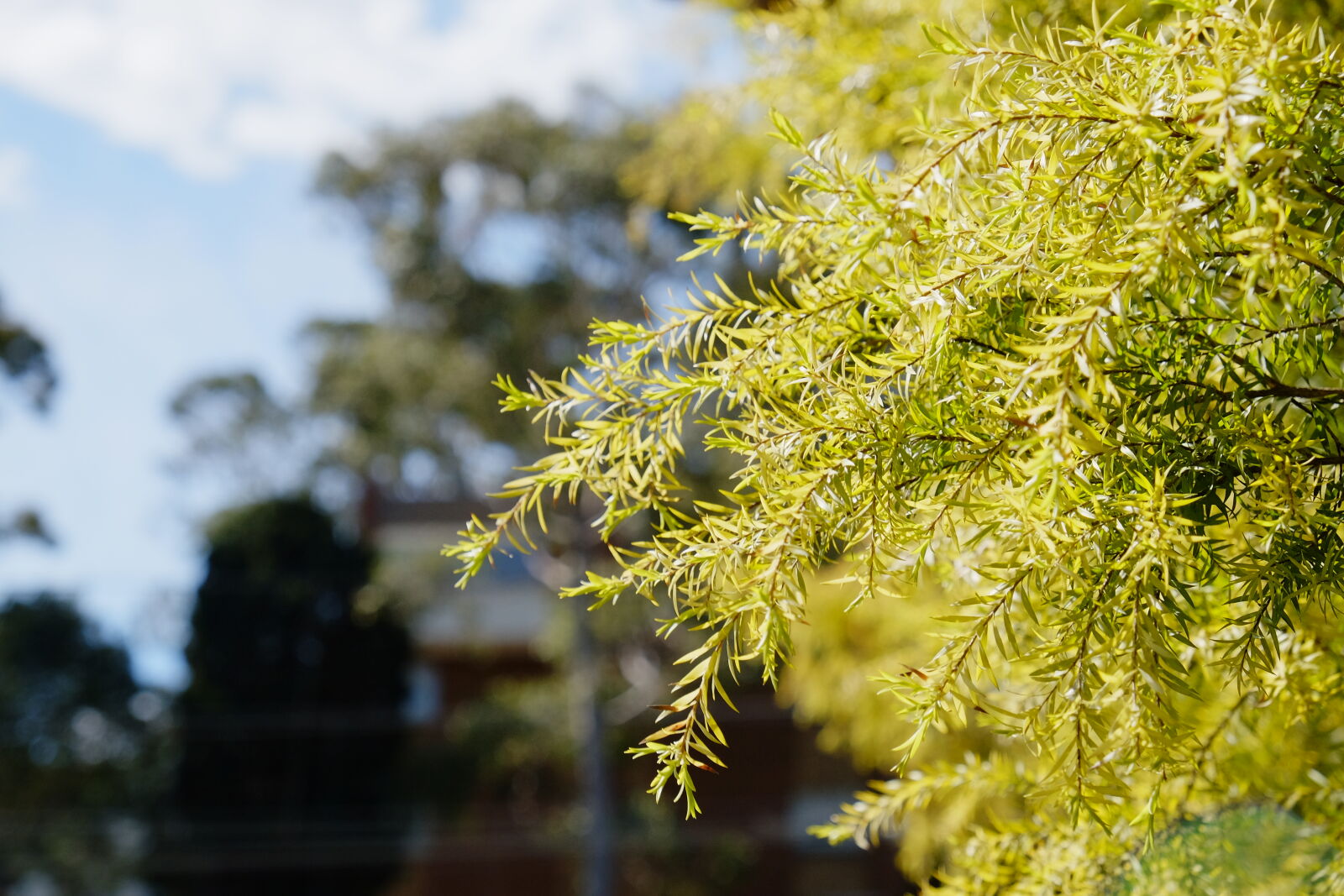Fujifilm X-T1 sample photo. Green, leaves, tree photography