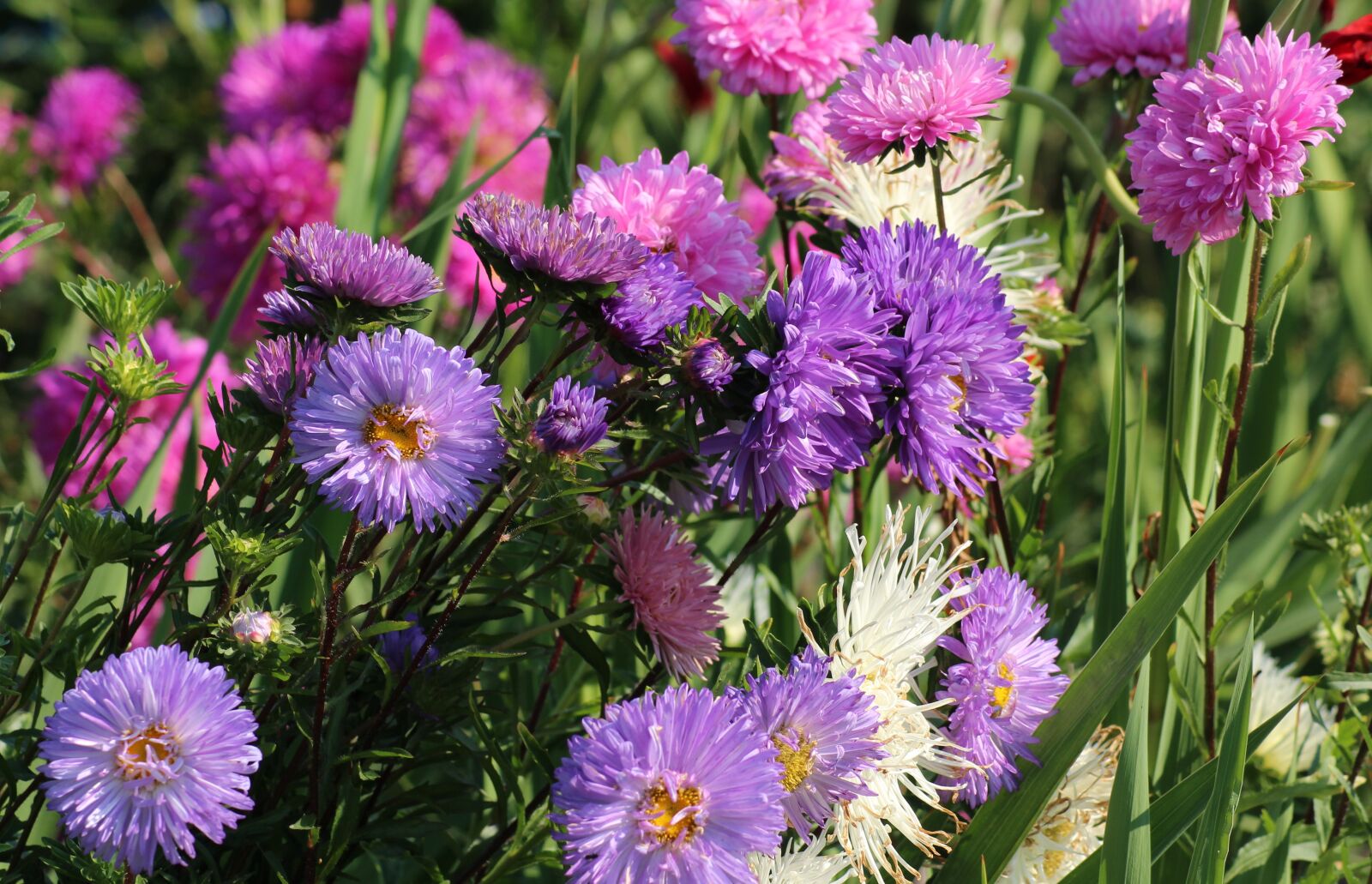 Canon EOS 1200D (EOS Rebel T5 / EOS Kiss X70 / EOS Hi) sample photo. Astra, autumn flowers, violet photography