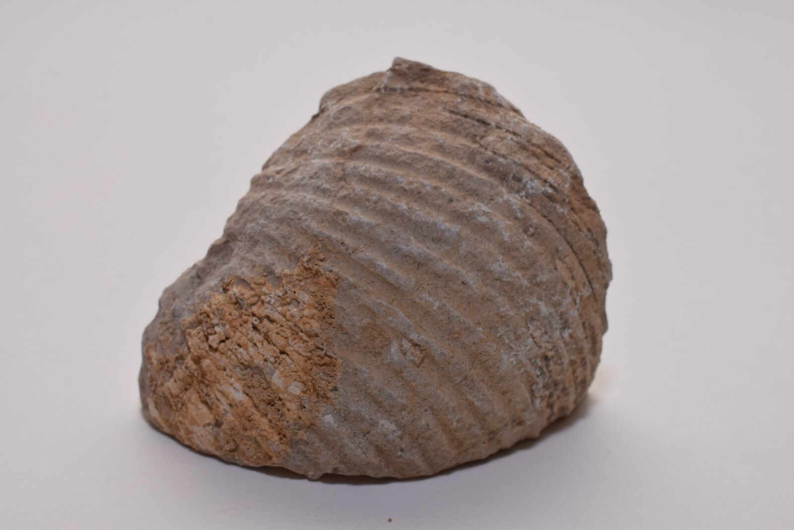 Nikon D3300 sample photo. Fossil, prehistory, ancient photography