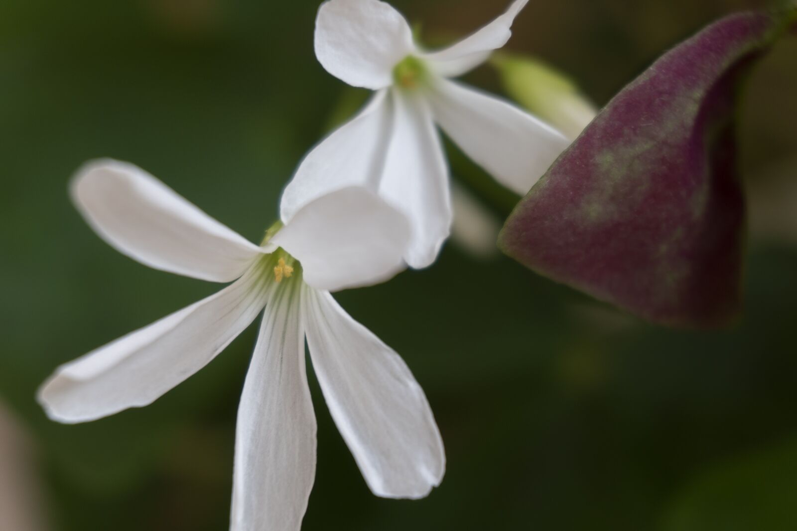 Sony a6300 sample photo. Flower, nature, green photography