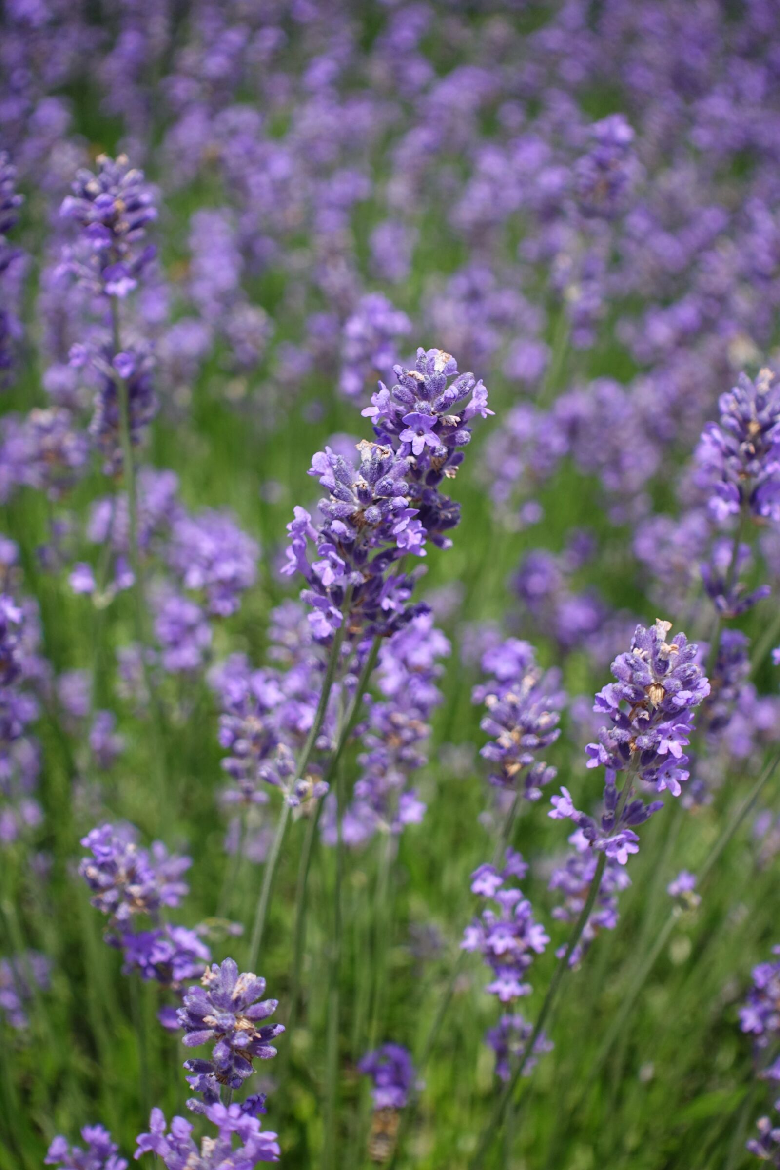 Sony Cyber-shot DSC-RX100 IV sample photo. Lavender, flowers, lavender field photography