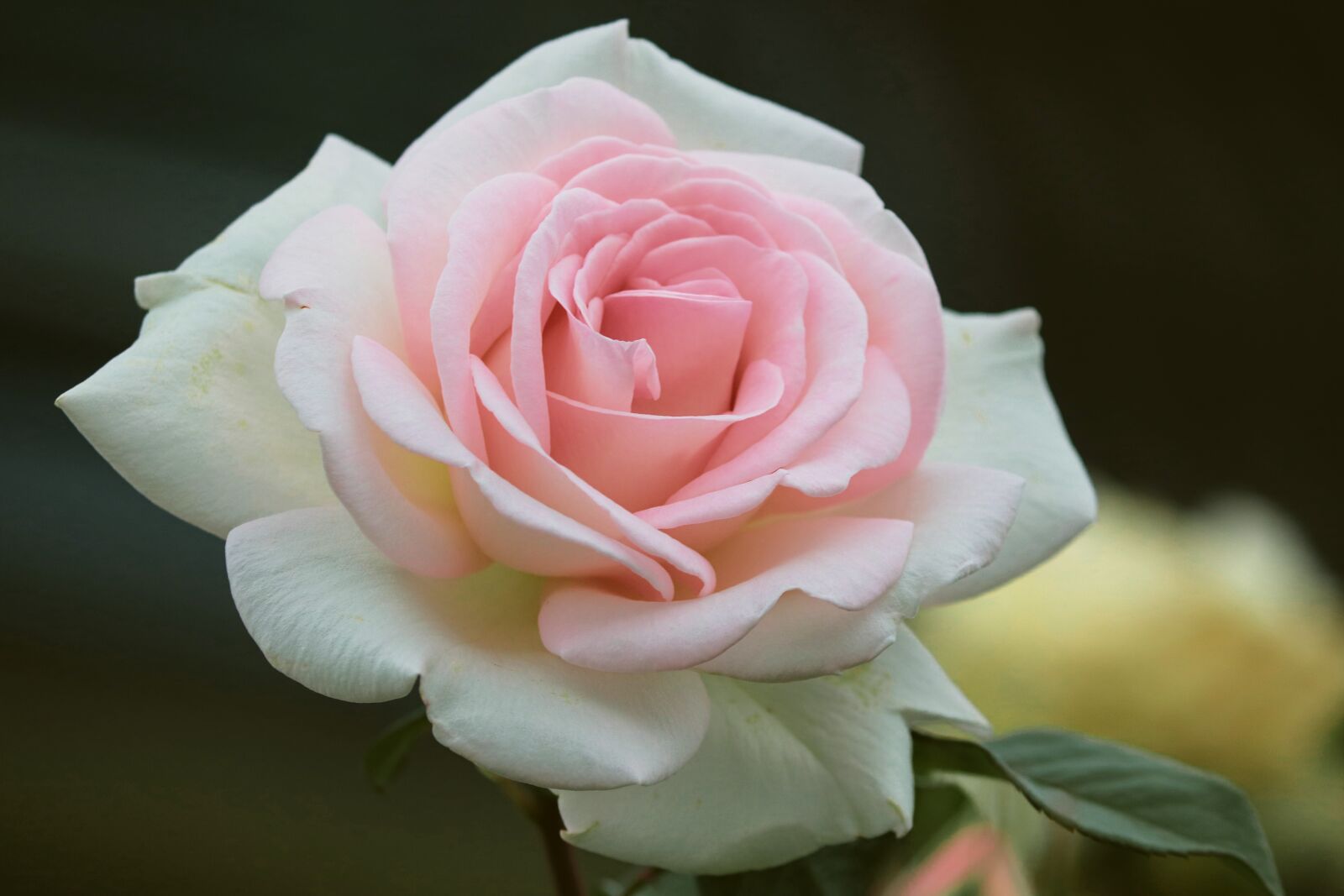 Canon EOS 200D (EOS Rebel SL2 / EOS Kiss X9) sample photo. Rose, pink, white photography