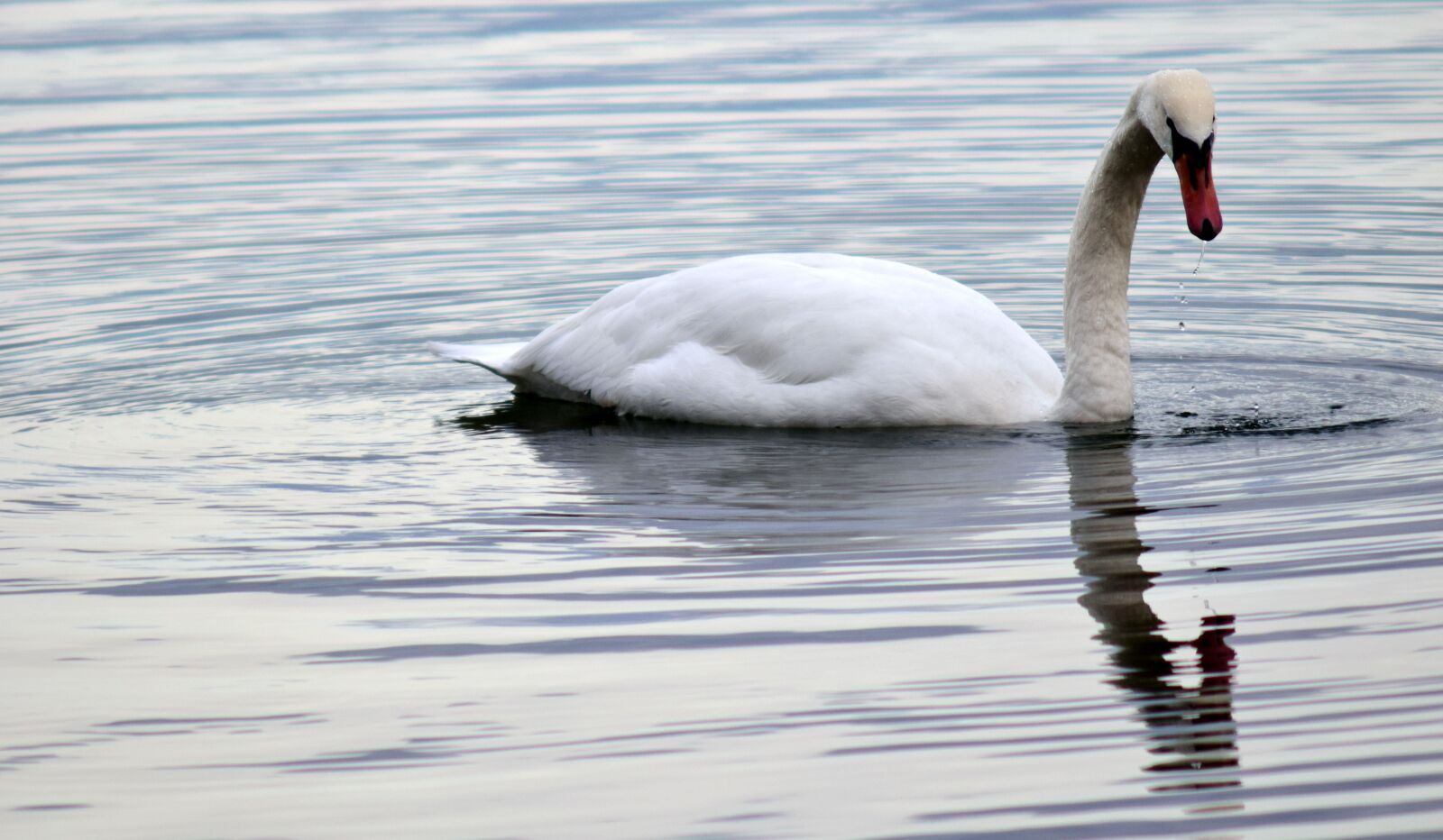 Nikon D3300 sample photo. Swan, schwimmvogel, water bird photography