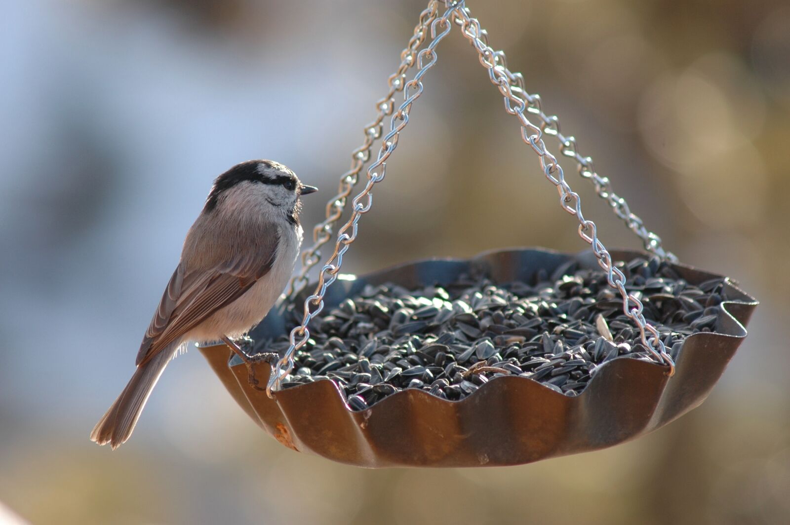 Nikon D70 sample photo. Bird, finch, feeder photography