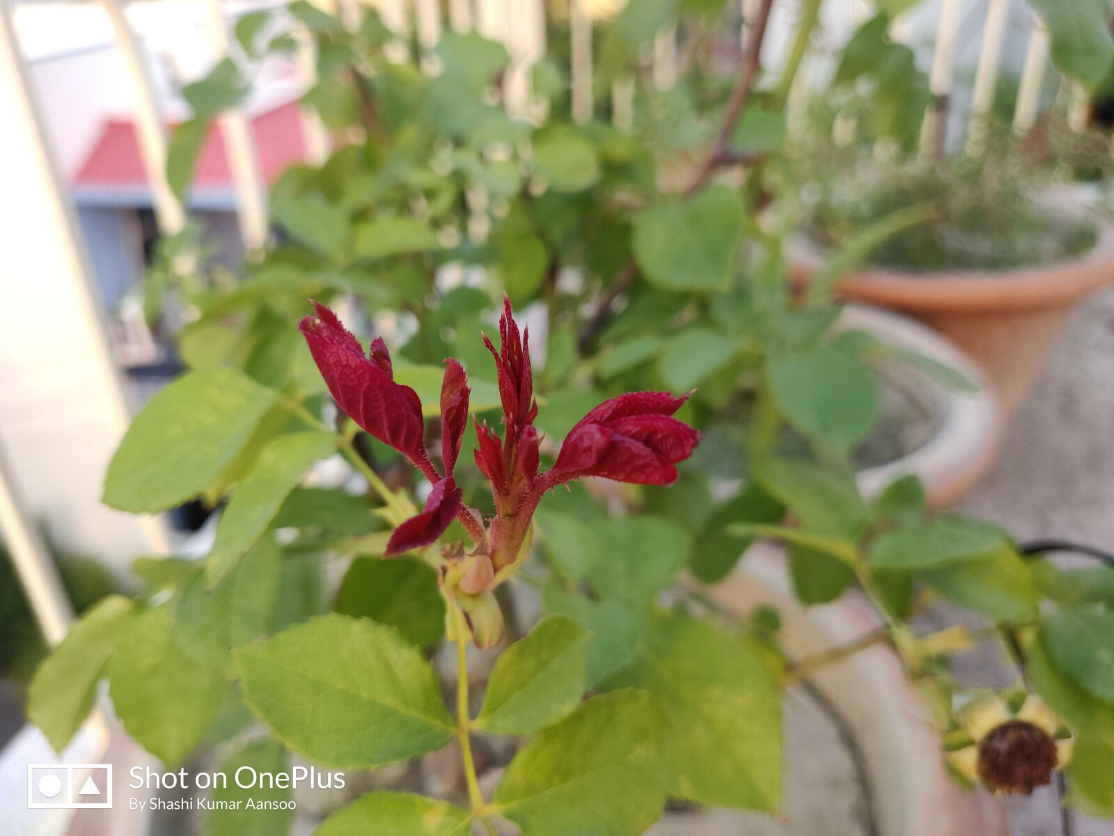 OnePlus A6010 sample photo. Rose, bud, plant photography
