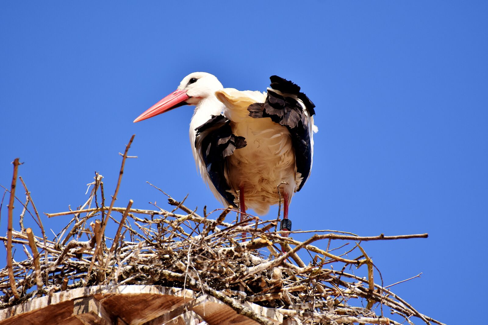 Nikon D7200 sample photo. Stork, bird, flying photography