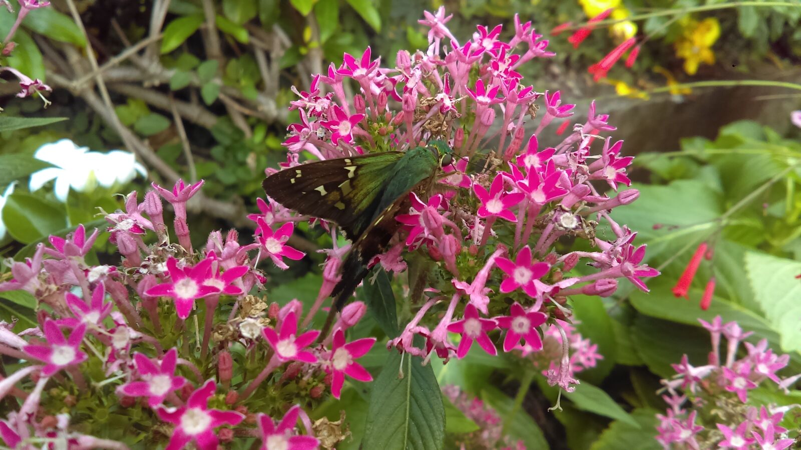 HTC DESIRE 626S sample photo. Flowers, insects, nature photography