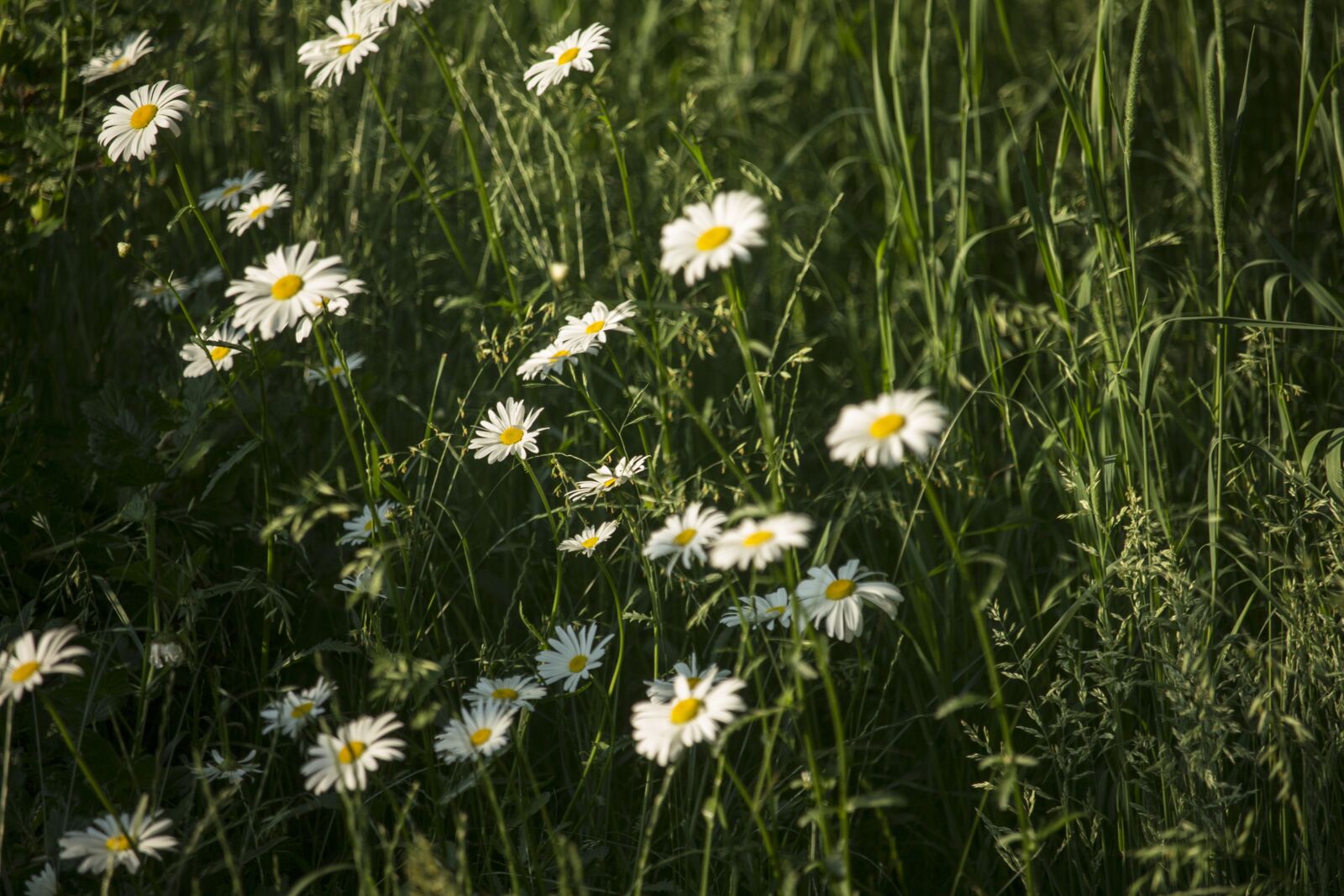 Canon EOS 700D (EOS Rebel T5i / EOS Kiss X7i) sample photo. Summer, daisies, flowers photography