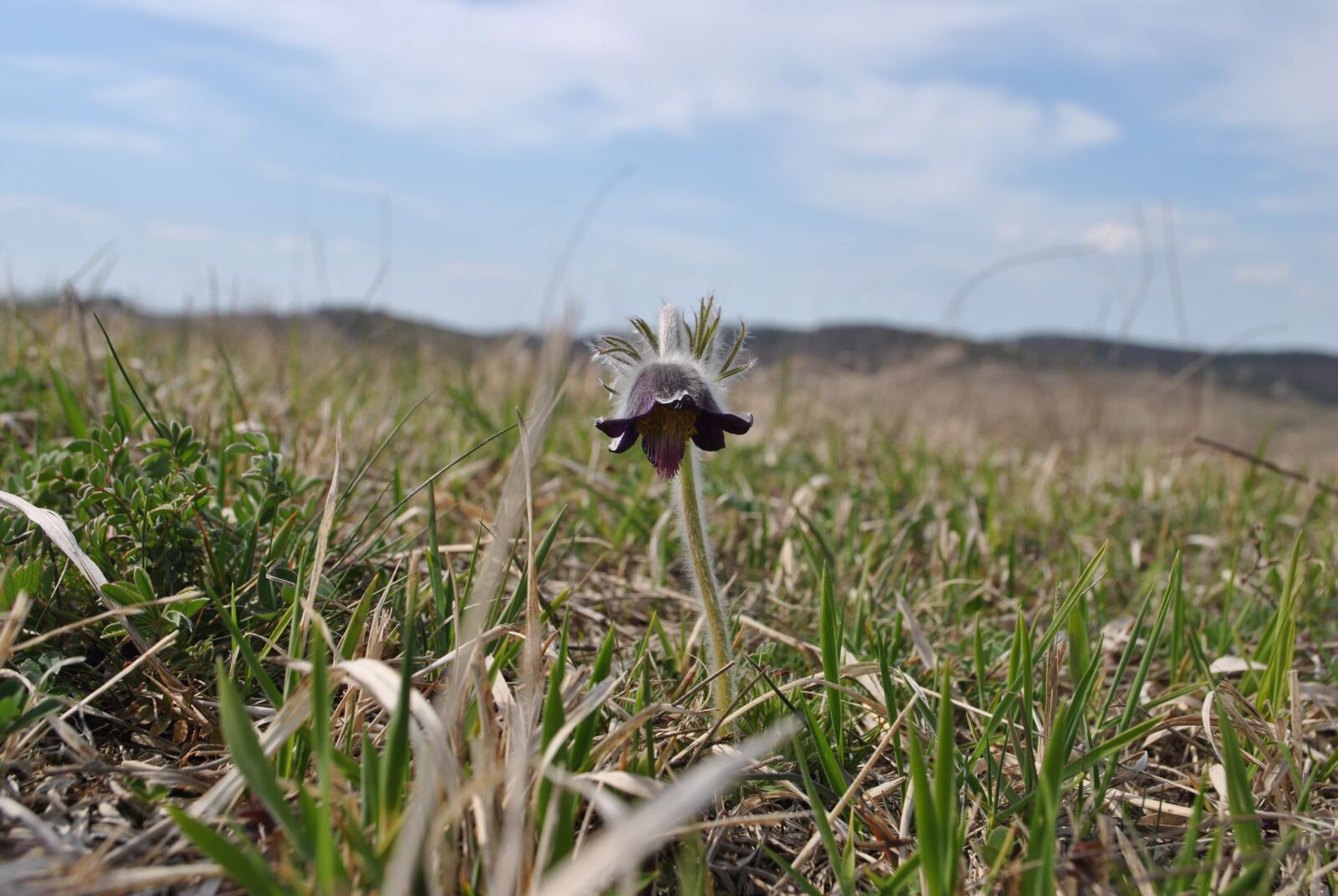 Nikon D3000 sample photo. Flower, plant, nature photography