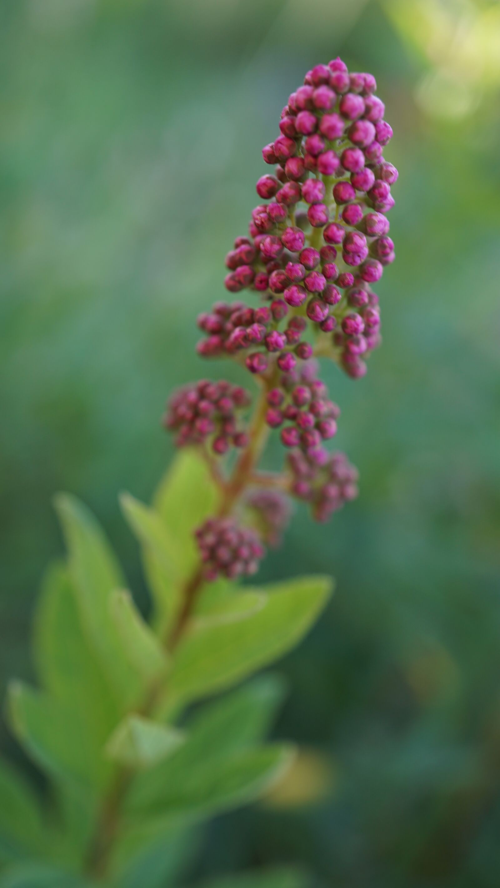 Sony E 30mm F3.5 Macro sample photo. Bud, ornamental shrub, flowers photography