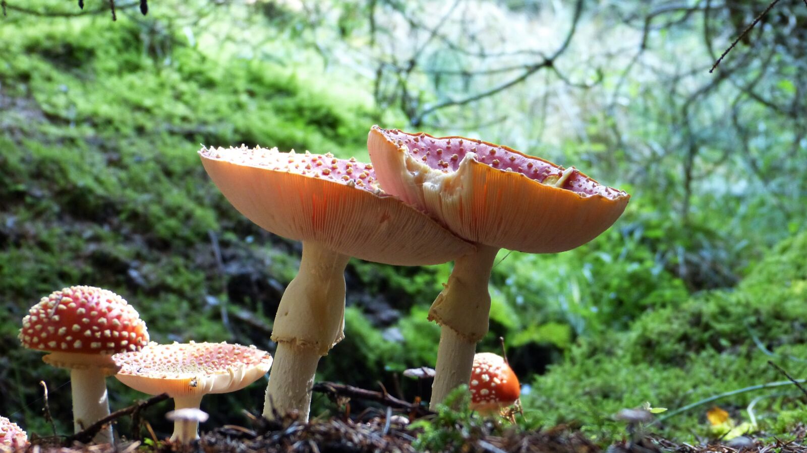 Panasonic Lumix DMC-FZ150 sample photo. Fly agaric, forest, moss photography
