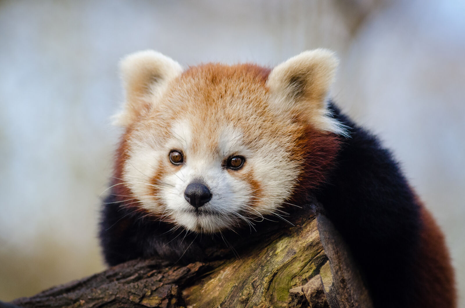 AF Zoom-Nikkor 80-200mm f/2.8 ED sample photo