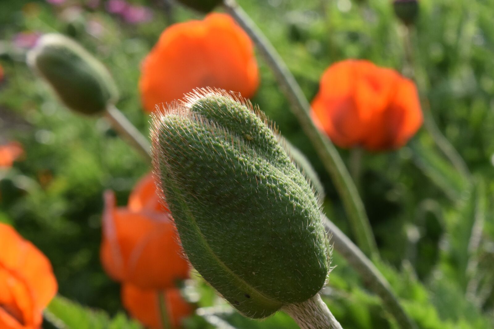 Nikon D3300 sample photo. Poppy, field of poppies photography