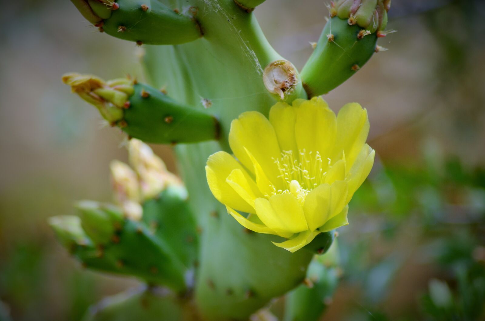 Nikon D5100 sample photo. Flower, cactus, cactus flower photography